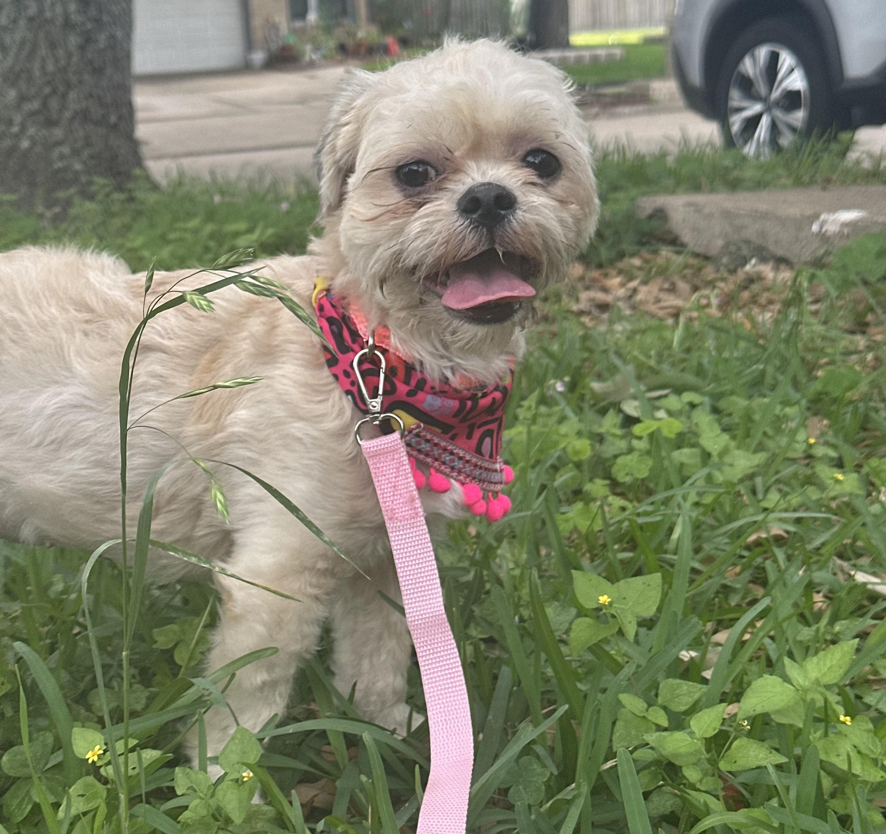 Enlarge Shara, an adopted mixed breed in Park city, UT image 6/6
