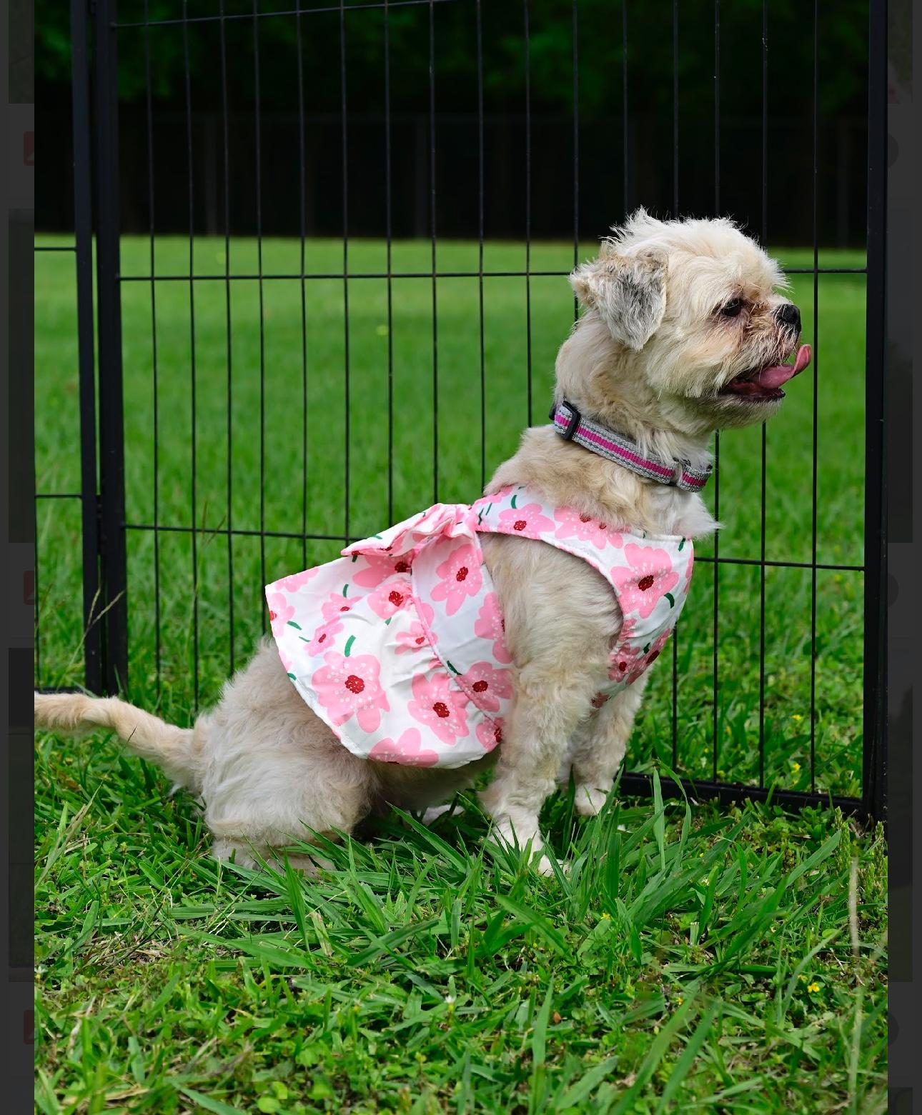 Enlarge Shara, an adopted mixed breed in Park city, UT image 3/6