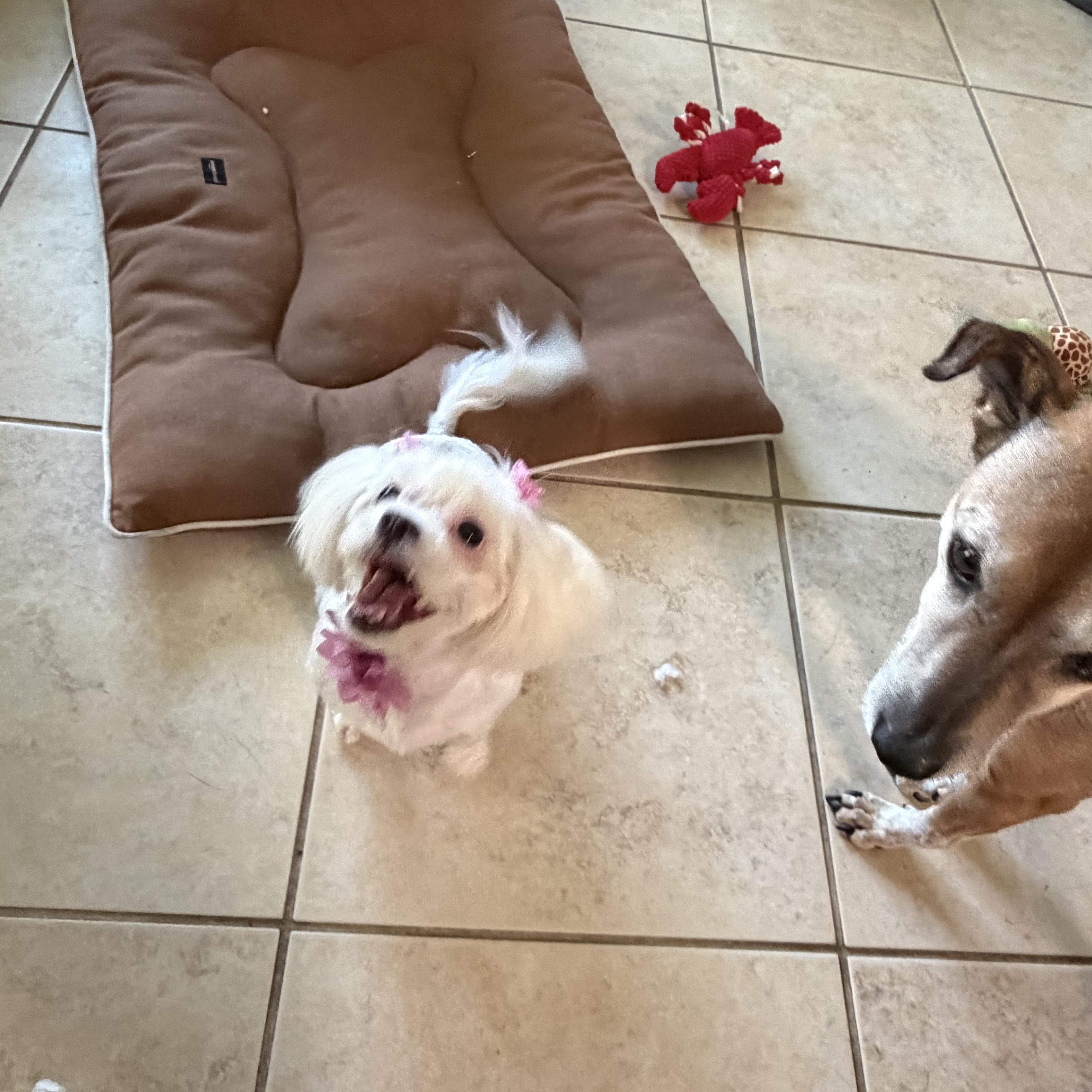 Enlarge Zsa Zsa, an adopted mixed breed in Melbourne , FL image 2/6