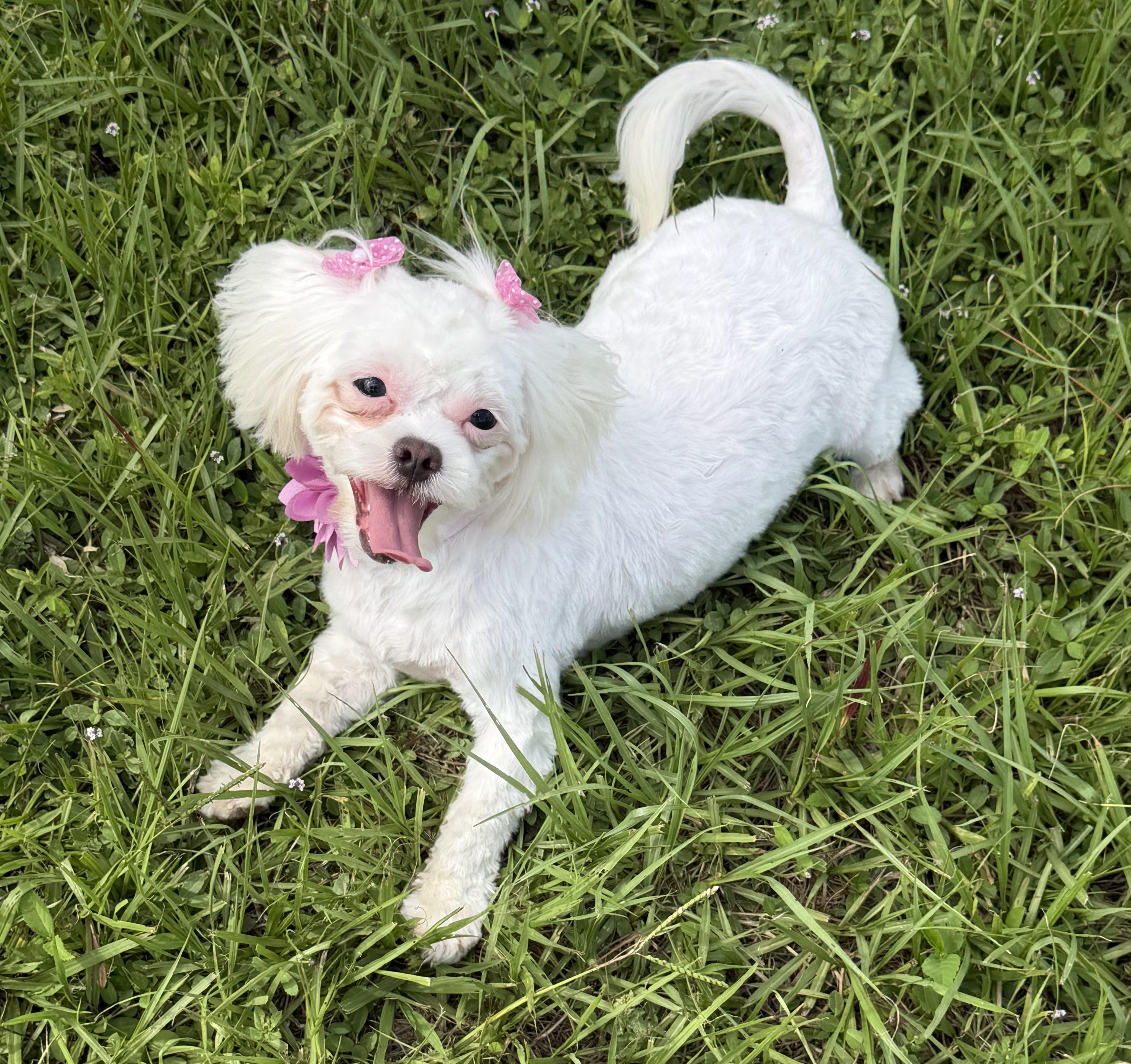 Zsa Zsa, adopted, Young Female Maltese & Maltipoo.