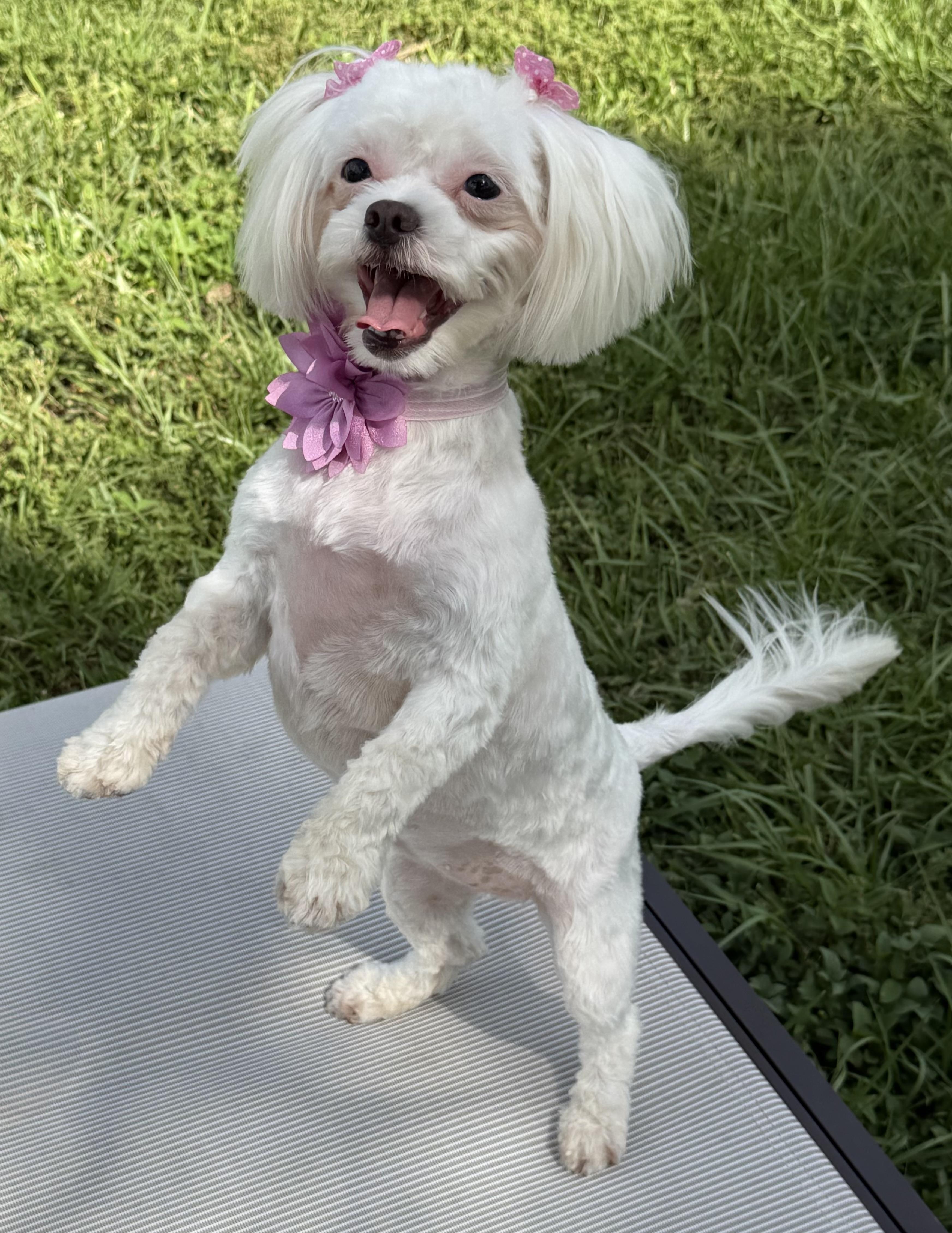 Enlarge Zsa Zsa, an adopted mixed breed in Melbourne , FL image 6/6