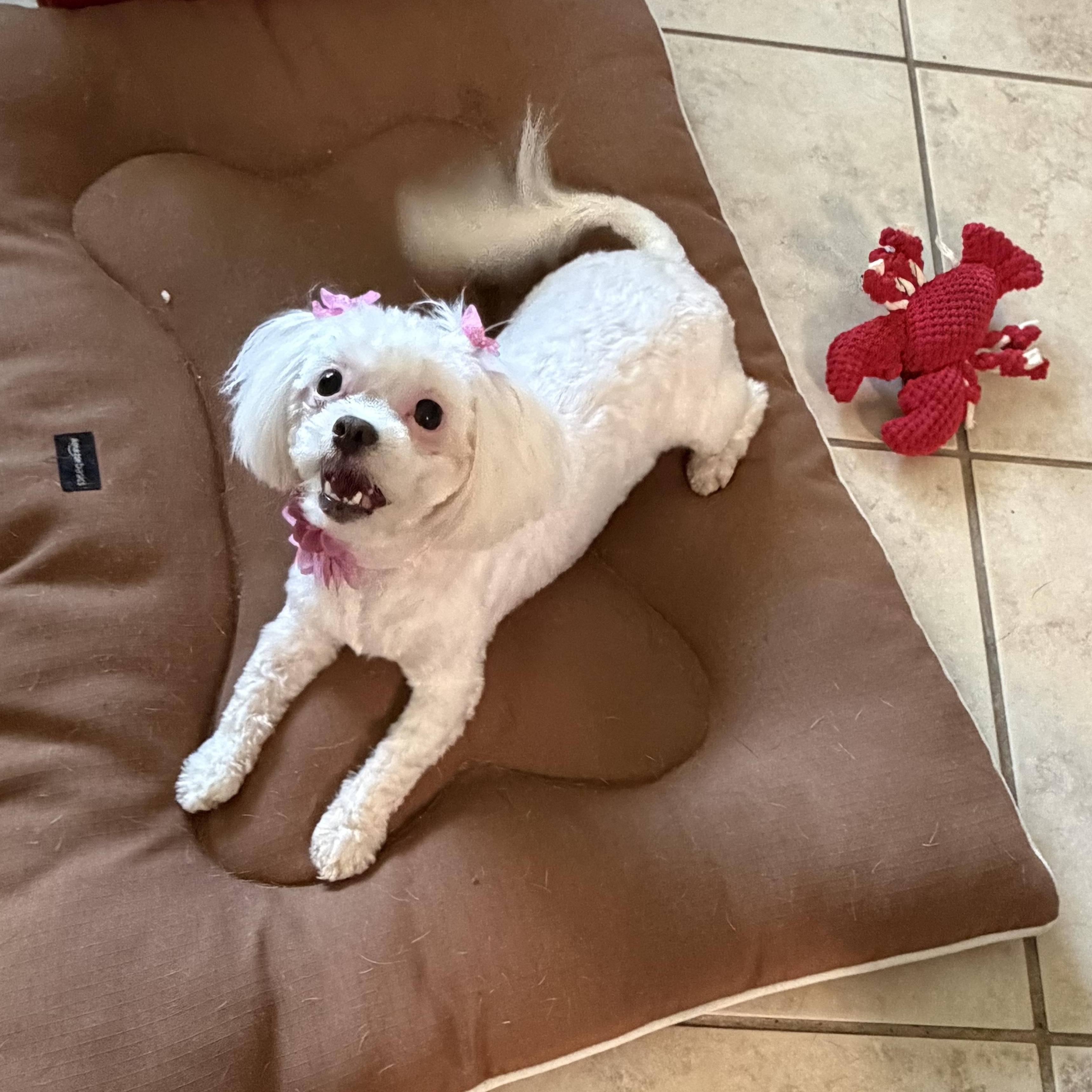 Enlarge Zsa Zsa, an adopted mixed breed in Melbourne , FL image 4/6