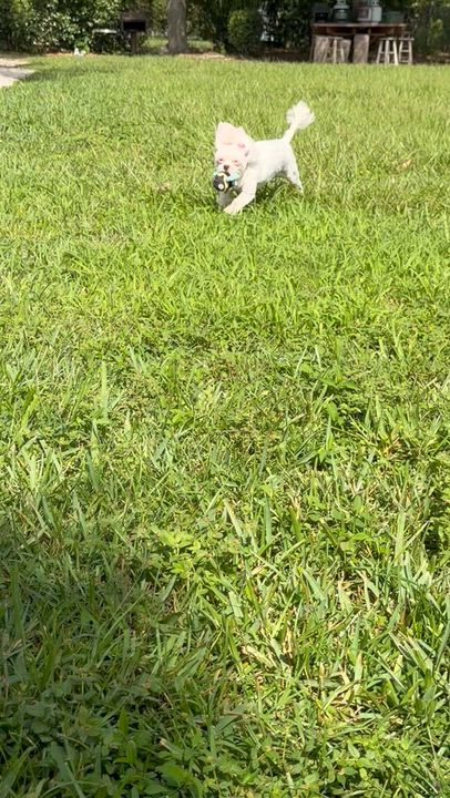 Enlarge Zsa Zsa, an adopted mixed breed in Melbourne , FL video 5/6