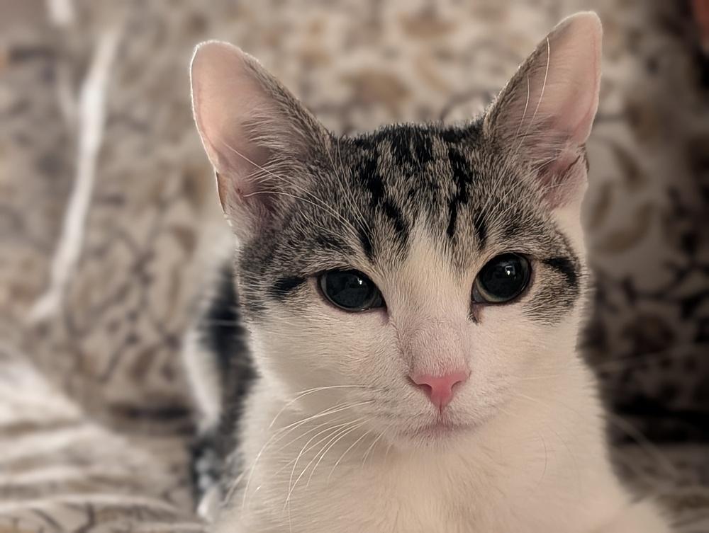 Enlarge Fig, a Adoptable mixed breed in Greensburg, PA image 1/6