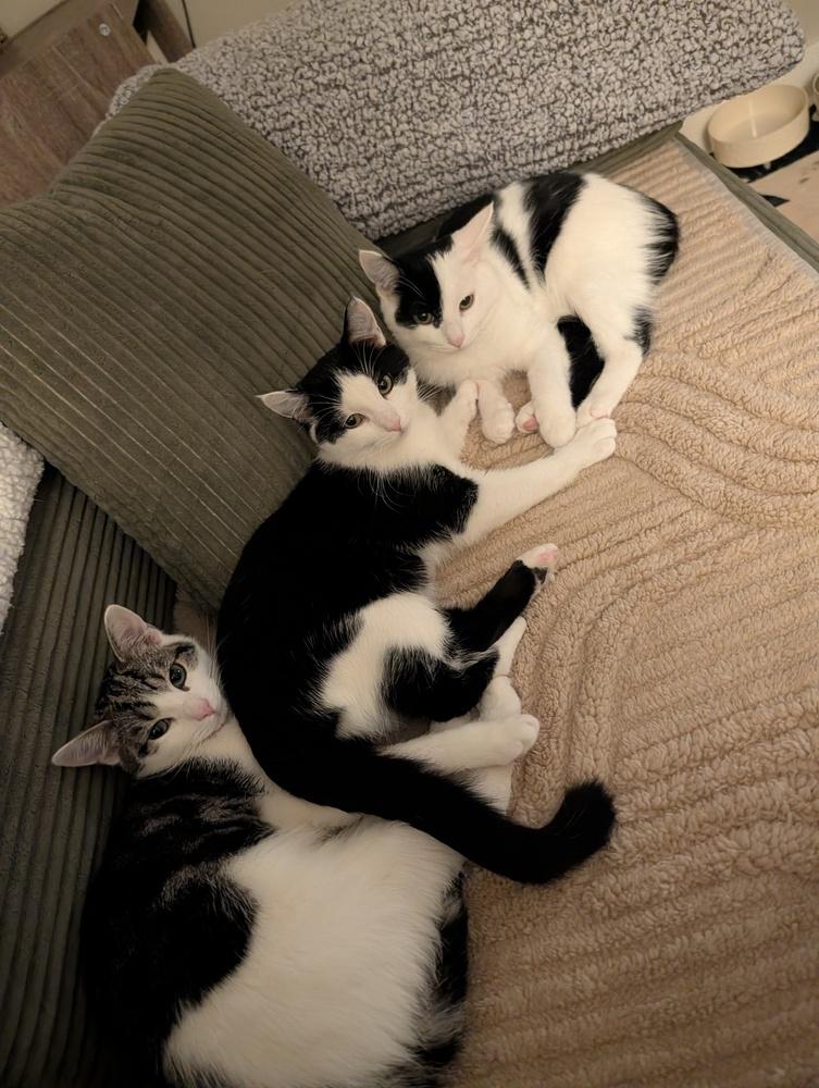 Fig, Adoptable, Kitten Female Domestic Short Hair.