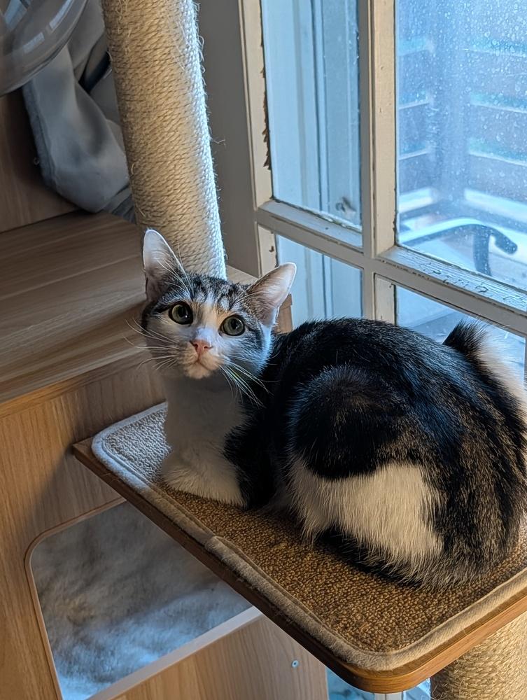 Enlarge Fig, a Adoptable mixed breed in Greensburg, PA image 3/6