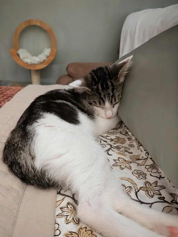 Enlarge Fig, a Adoptable mixed breed in Greensburg, PA image 6/6