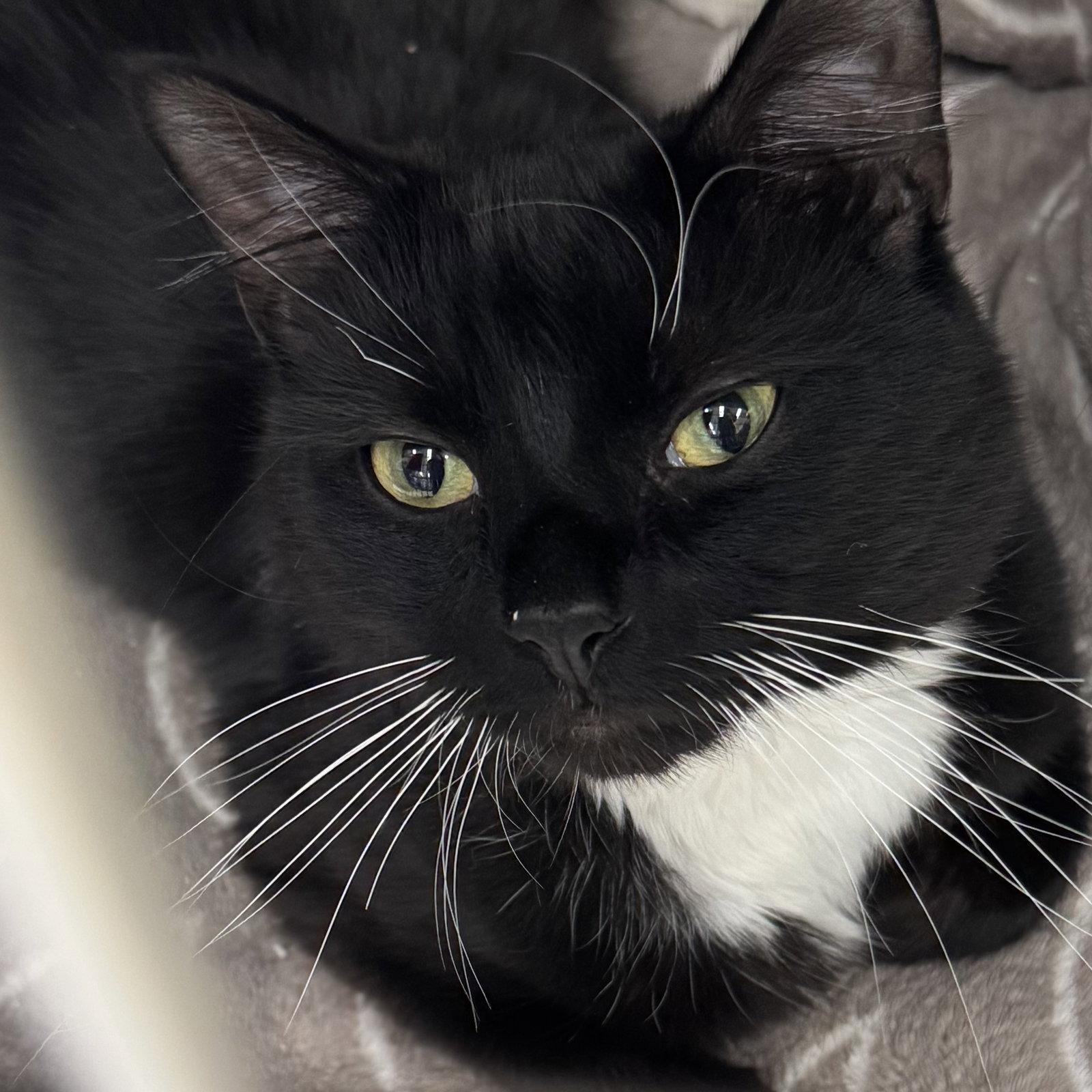 Enlarge Storm-Shadow, a Adoptable mixed breed in Winchendon, MA image 1/1