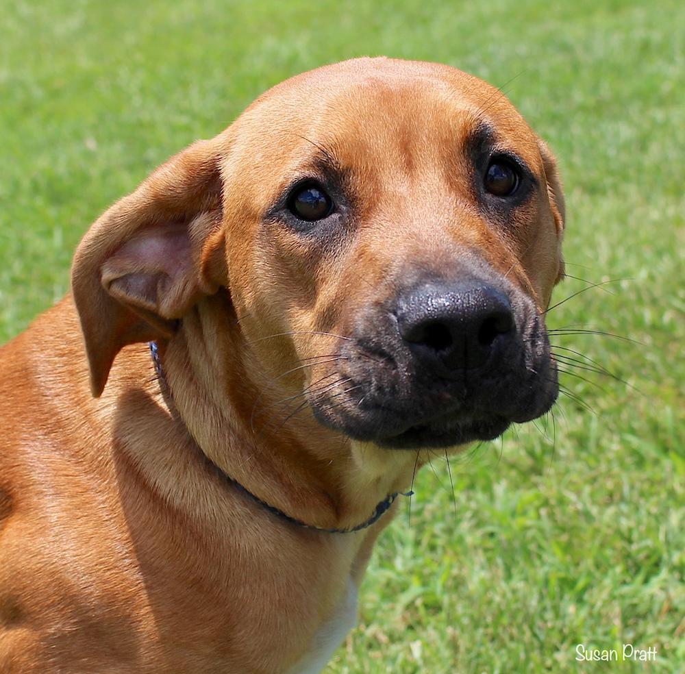 Luna, Young Female Hound