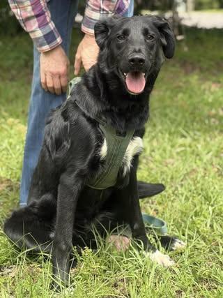 Enlarge Matt, a Adoptable mixed breed in Johnston , RI image 6/6