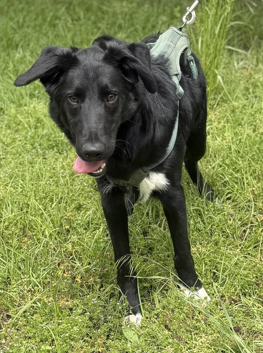 Matt, Adoptable, Puppy Male Australian Cattle Dog / Blue Heeler & Border Collie.