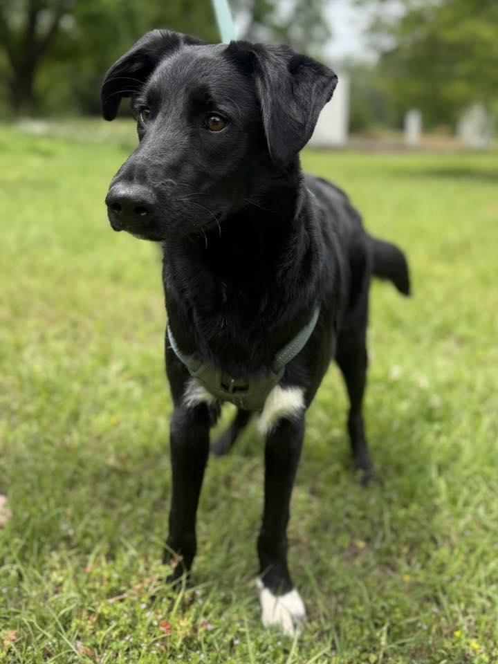 Enlarge Matt, a Adoptable mixed breed in Johnston , RI image 3/6