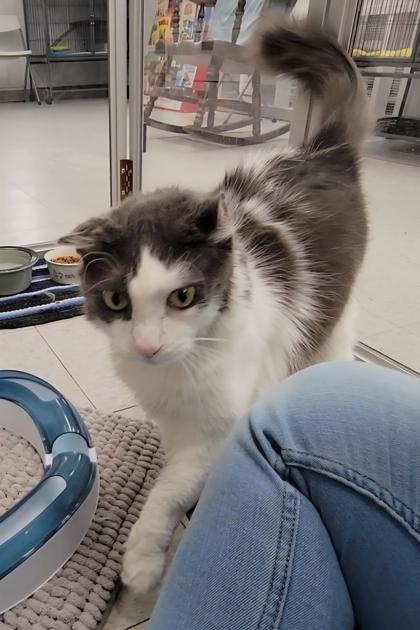 Lincoln, Adoptable, Adult Male Domestic Long Hair & Domestic Short Hair.