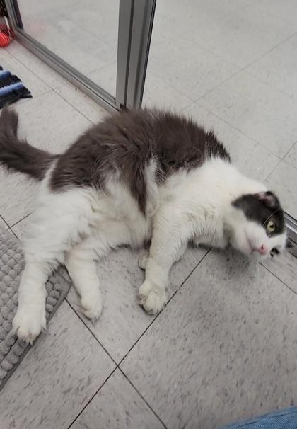 Enlarge Lincoln, a Adoptable mixed breed in Elmira, NY image 2/3