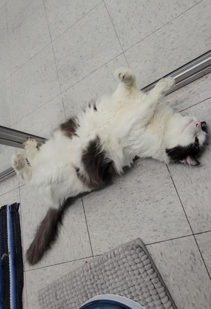 Enlarge Lincoln, a Adoptable mixed breed in Elmira, NY image 3/3