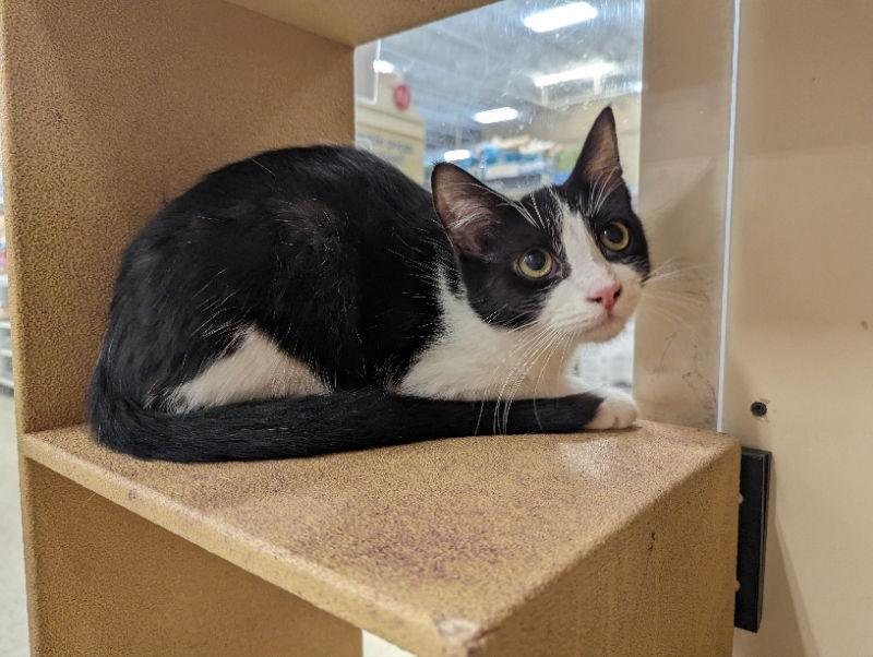 Skittles, Adoptable, Young Male Domestic Short Hair & Tuxedo.