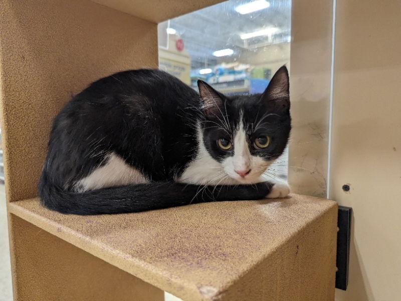 Skittles, a Adoptable mixed breed image 3/3