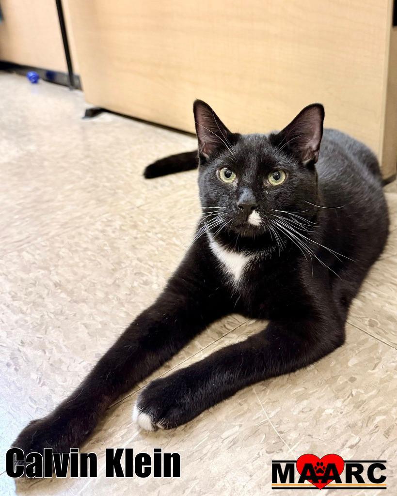 Calvin Klein, Adoptable, Kitten Male Domestic Short Hair.