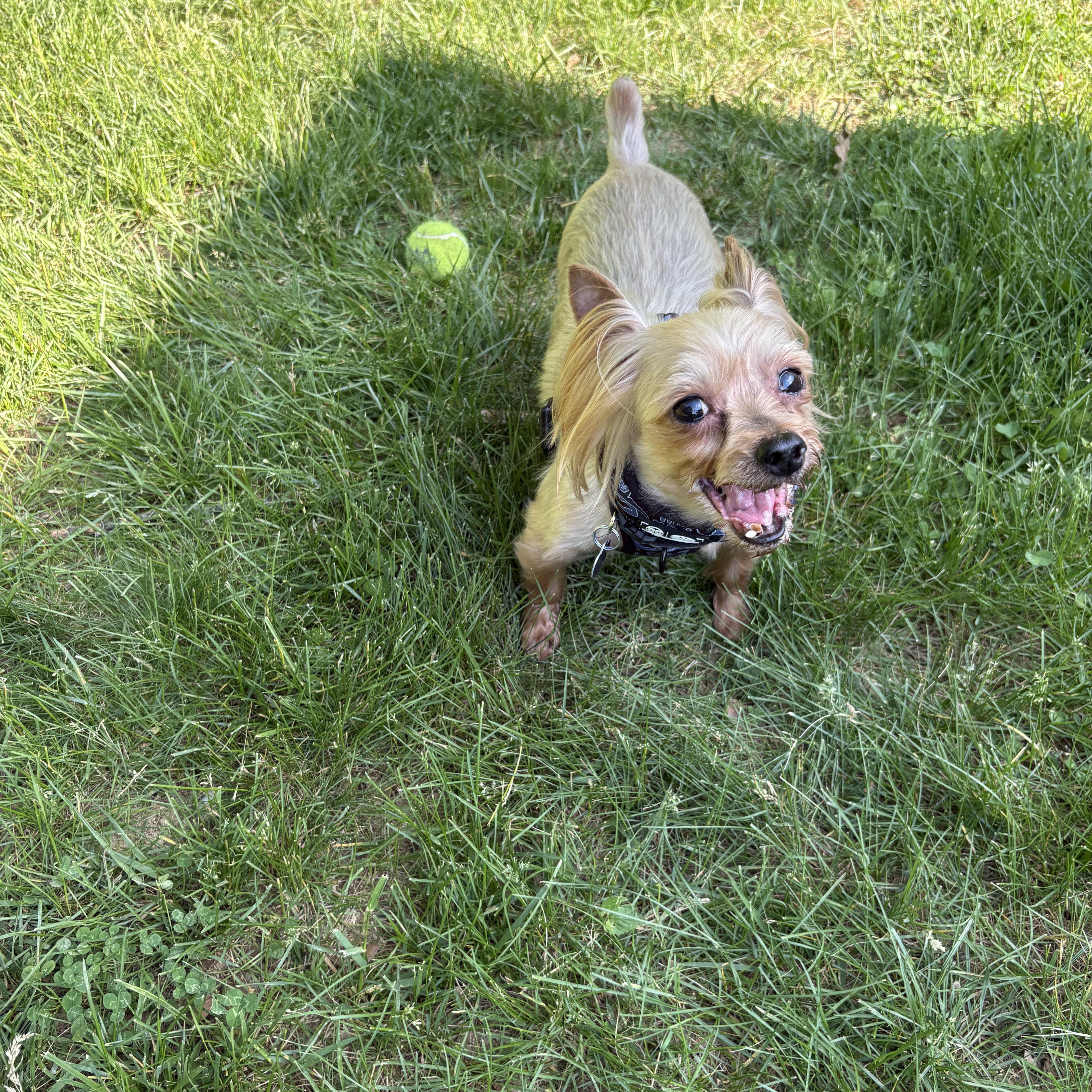 Enlarge King (Bonded with Queen), a Adoptable Yorkshire Terrier in Rockville, MD image 6/6