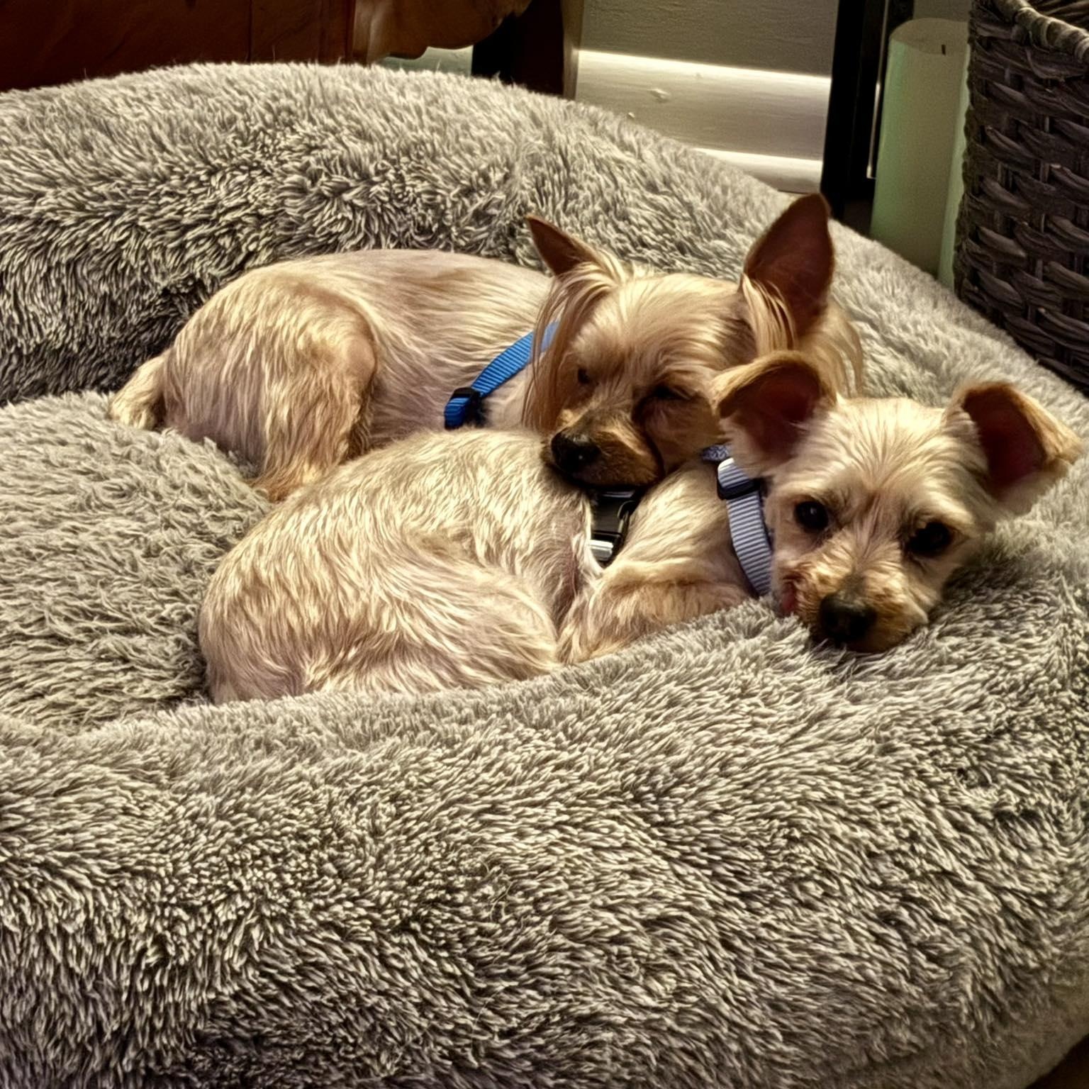 Enlarge King (Bonded with Queen), a Adoptable Yorkshire Terrier in Rockville, MD image 5/6