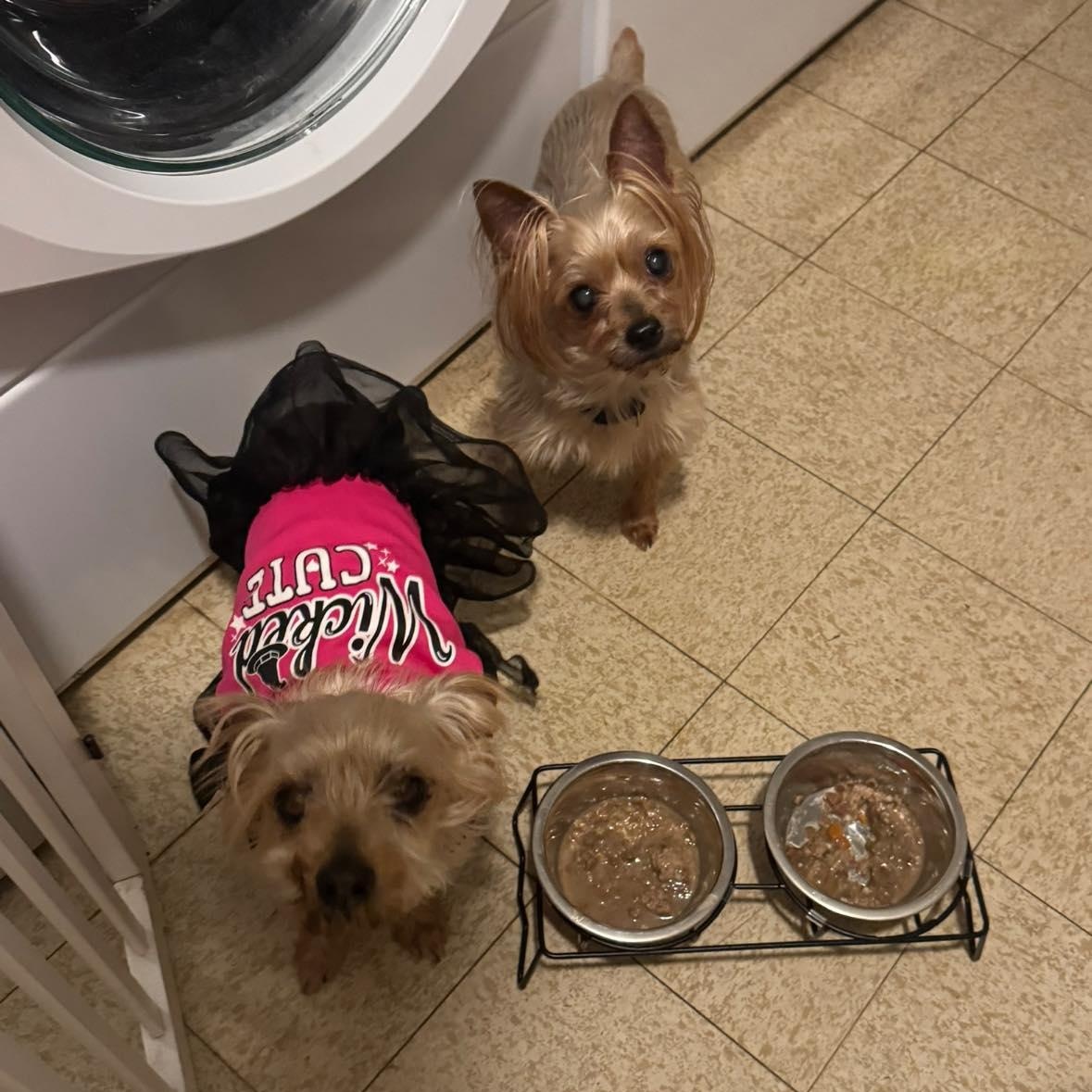 Enlarge King (Bonded with Queen), a Adoptable Yorkshire Terrier in Rockville, MD image 3/6