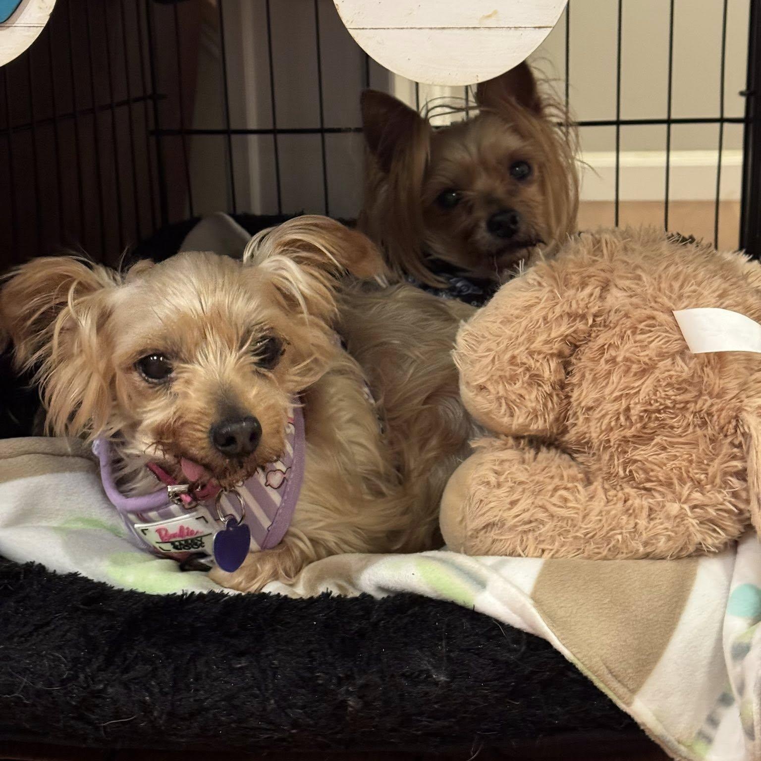 Enlarge King (Bonded with Queen), a Adoptable Yorkshire Terrier in Rockville, MD image 2/6