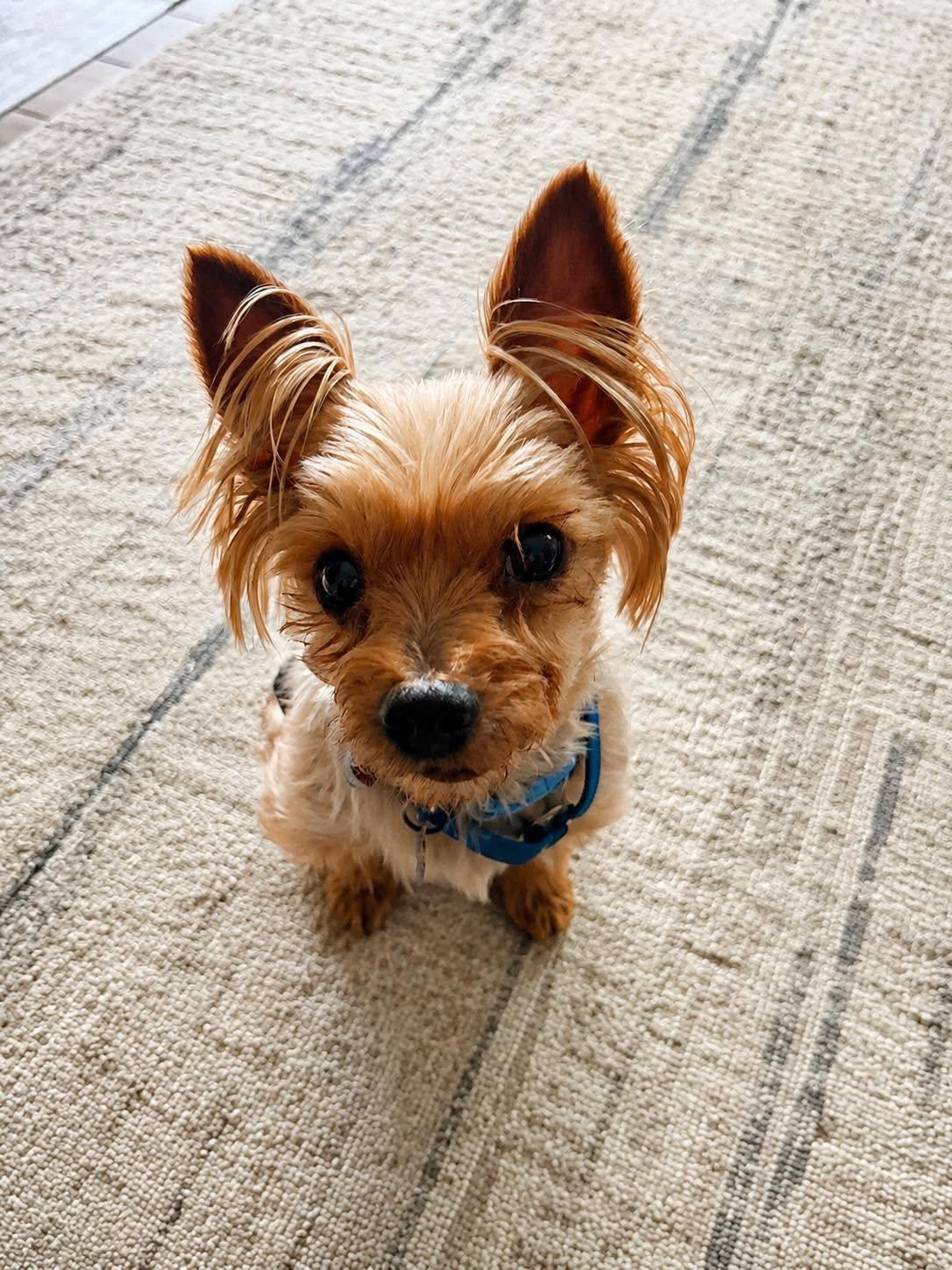 Enlarge King (Bonded with Queen), a Adoptable Yorkshire Terrier in Rockville, MD image 1/6