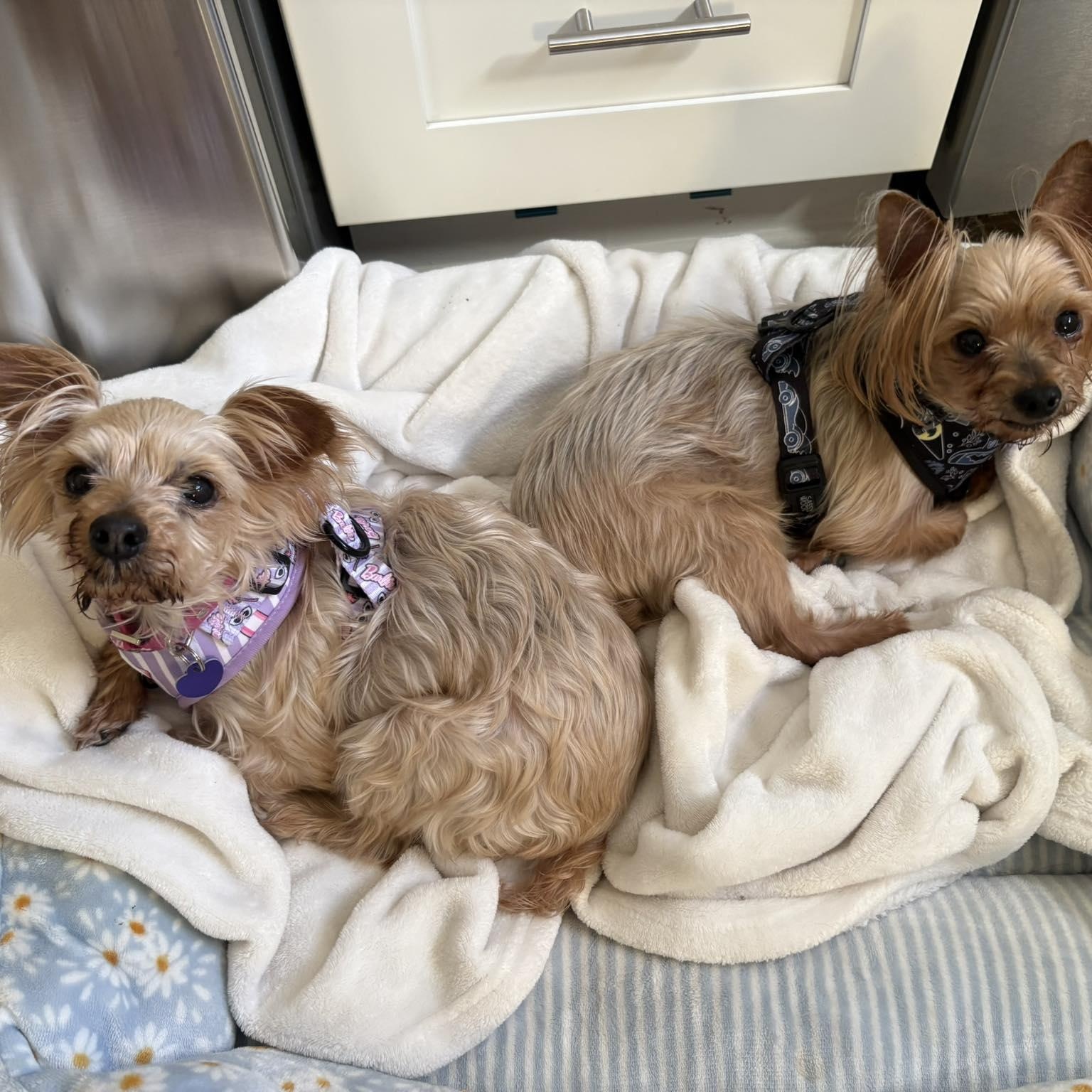 Enlarge King (Bonded with Queen), a Adoptable Yorkshire Terrier in Rockville, MD image 4/6