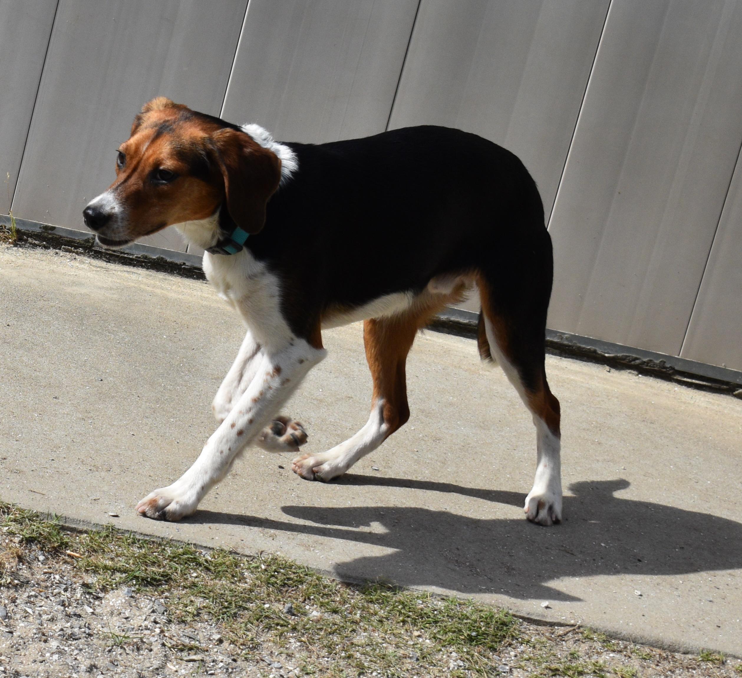 Enlarge GULLY, a Adoptable Hound in Edisto Island, SC image 6/6
