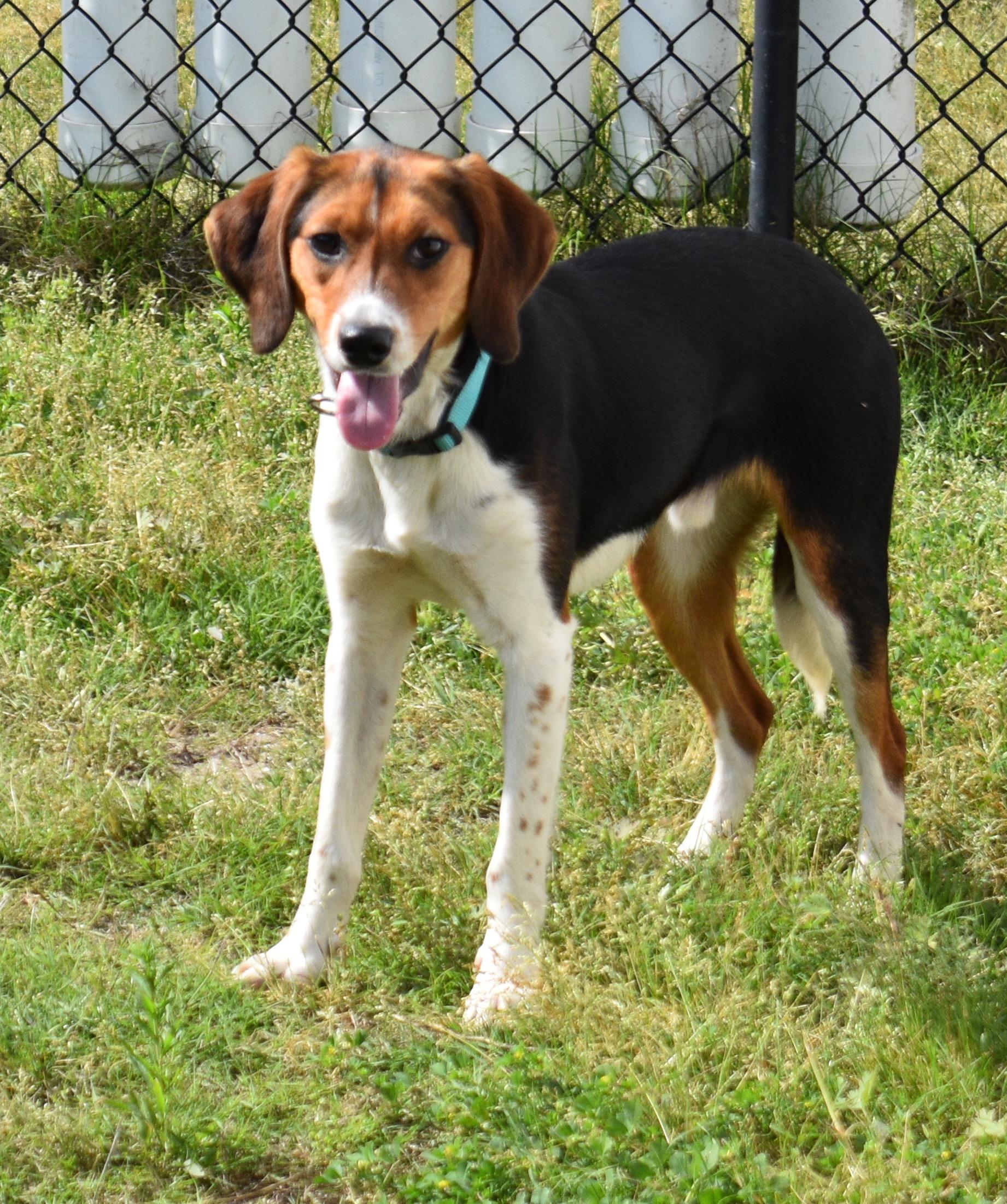 Enlarge GULLY, a Adoptable Hound in Edisto Island, SC image 2/6