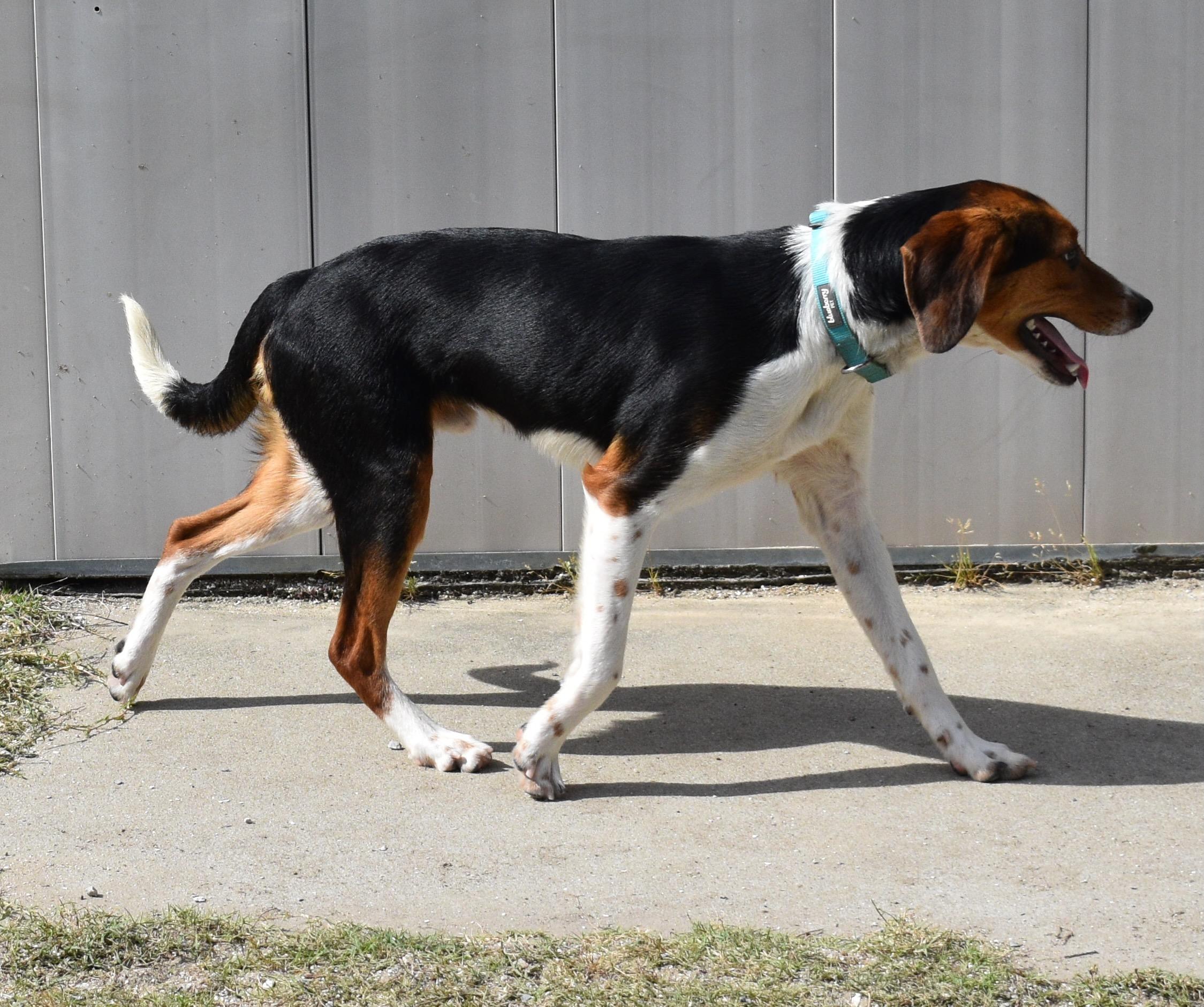 Enlarge GULLY, a Adoptable Hound in Edisto Island, SC image 3/6
