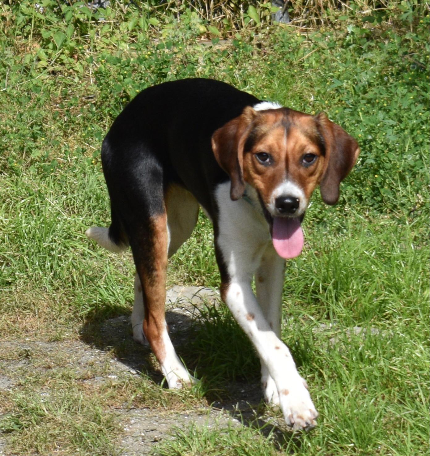 Enlarge GULLY, a Adoptable Hound in Edisto Island, SC image 4/6