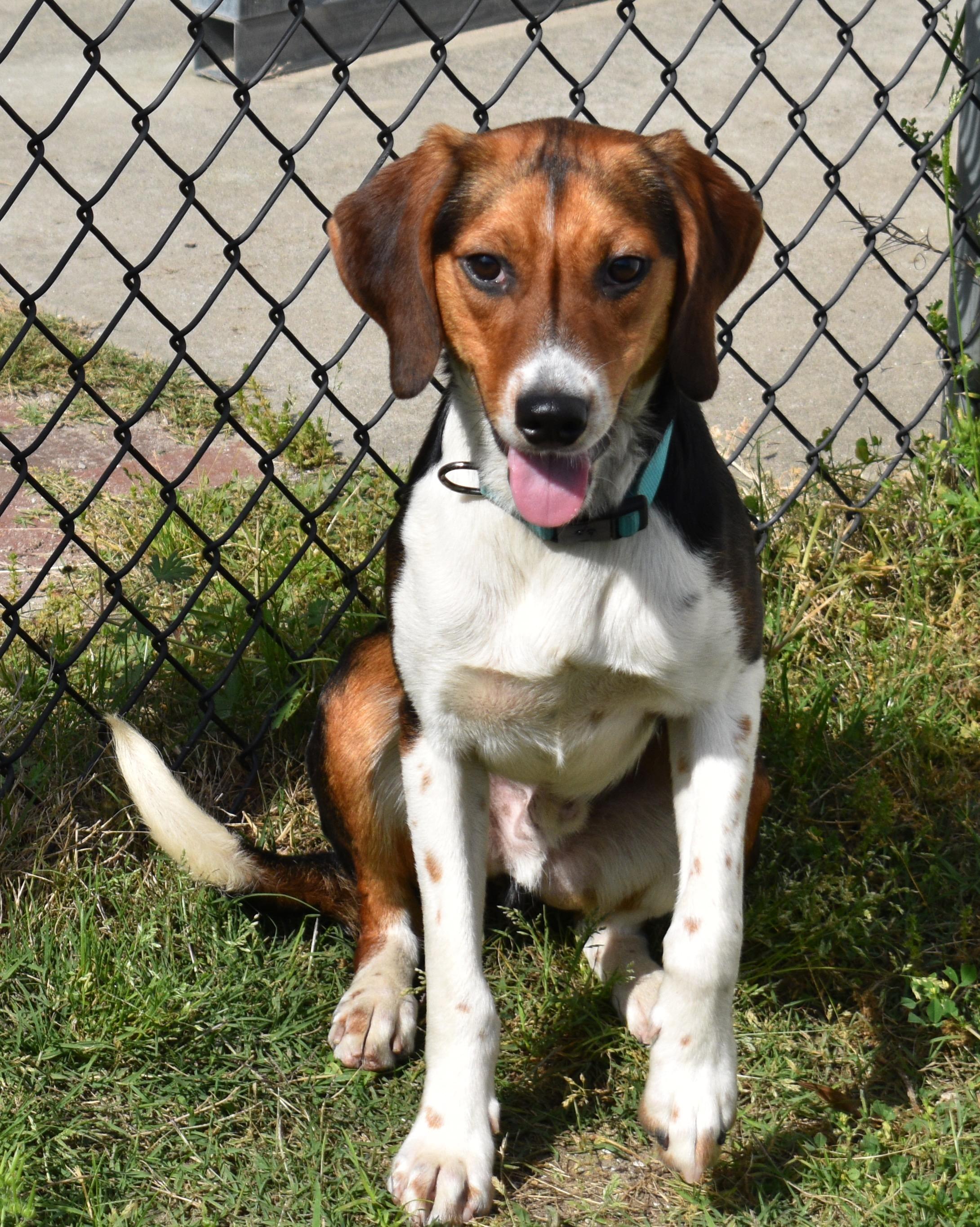 Enlarge GULLY, a Adoptable Hound in Edisto Island, SC image 1/6