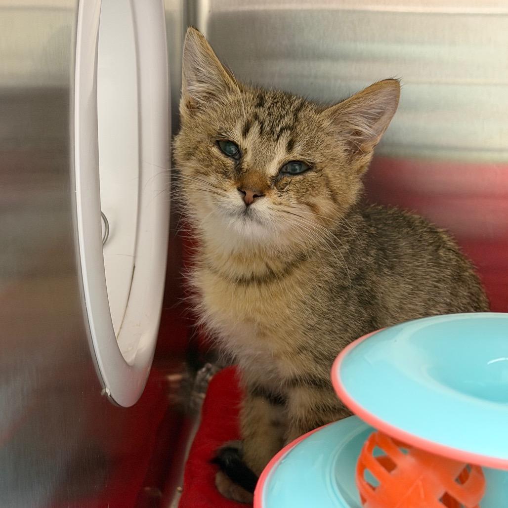 Cornbread, Adoptable, Kitten Male Domestic Short Hair.