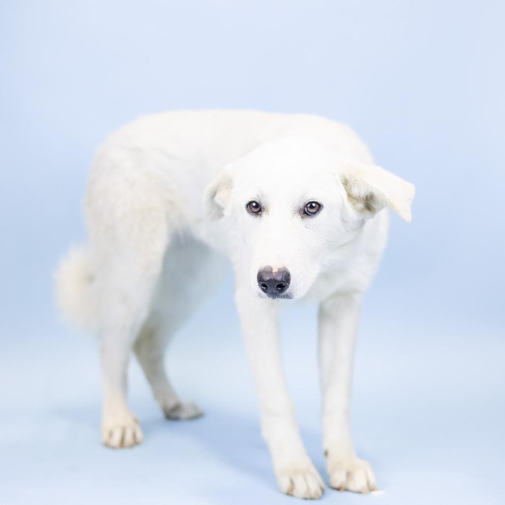 Enlarge Taylor, a Adoptable Great Pyrenees in Portland, OR image 1/1
