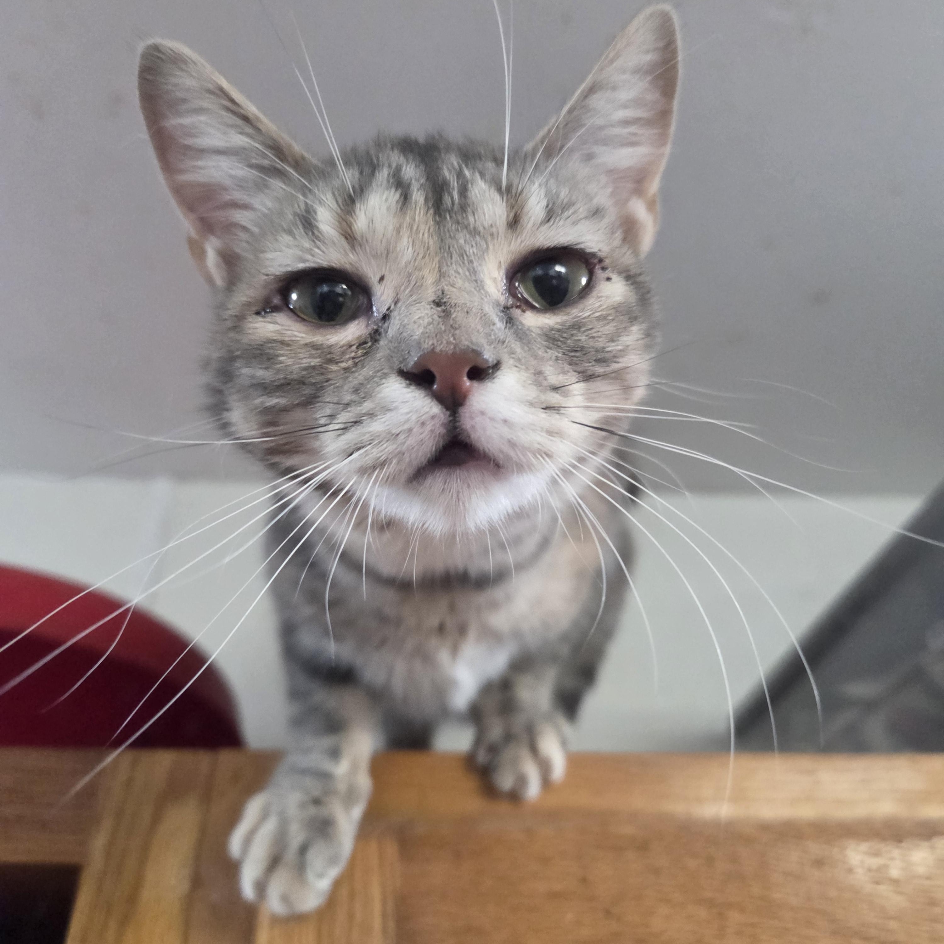 Catstello, ADOPTABLE, Young Female Domestic Short Hair.