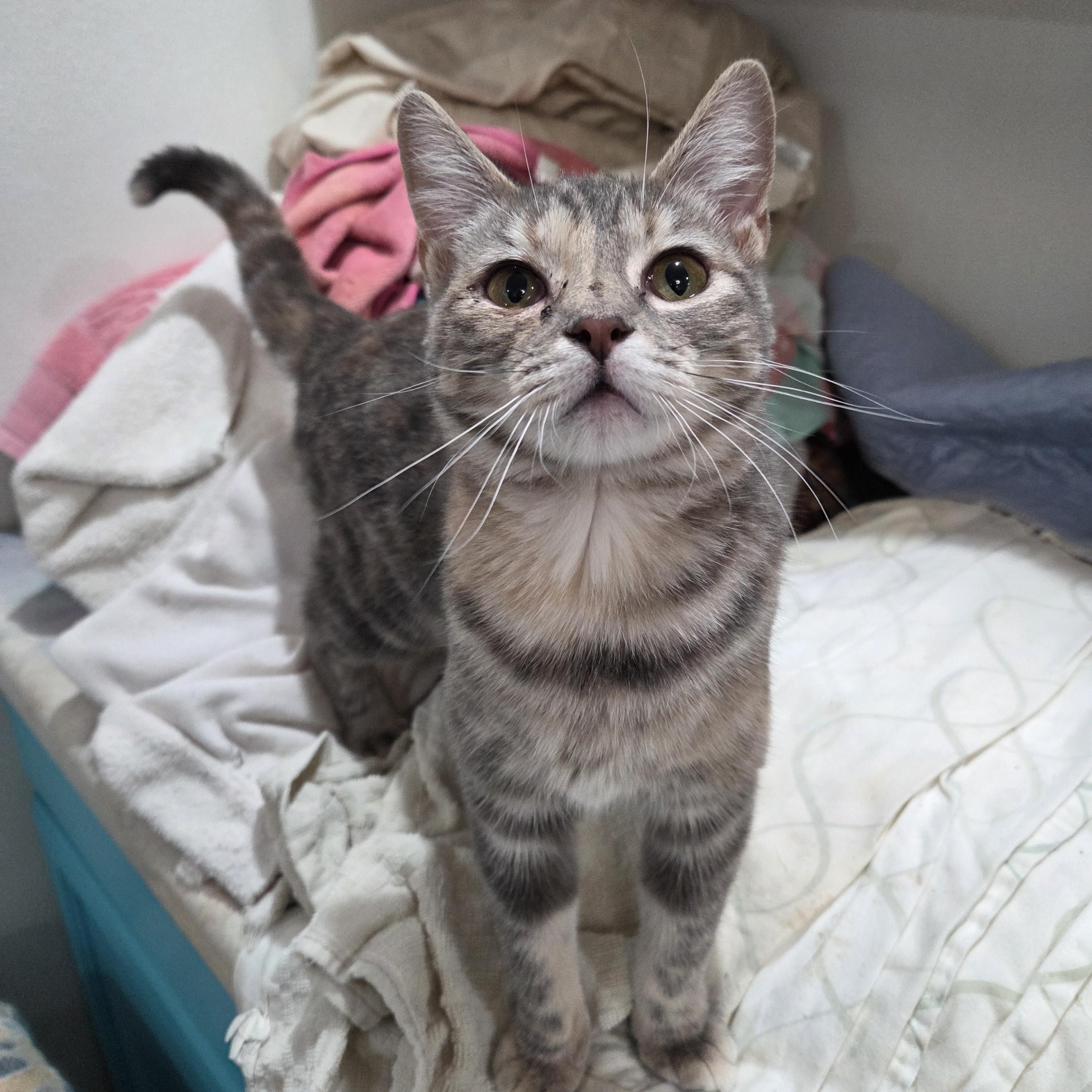 Enlarge Catstello, a ADOPTABLE Domestic Short Hair in Columbia, MO image 3/6