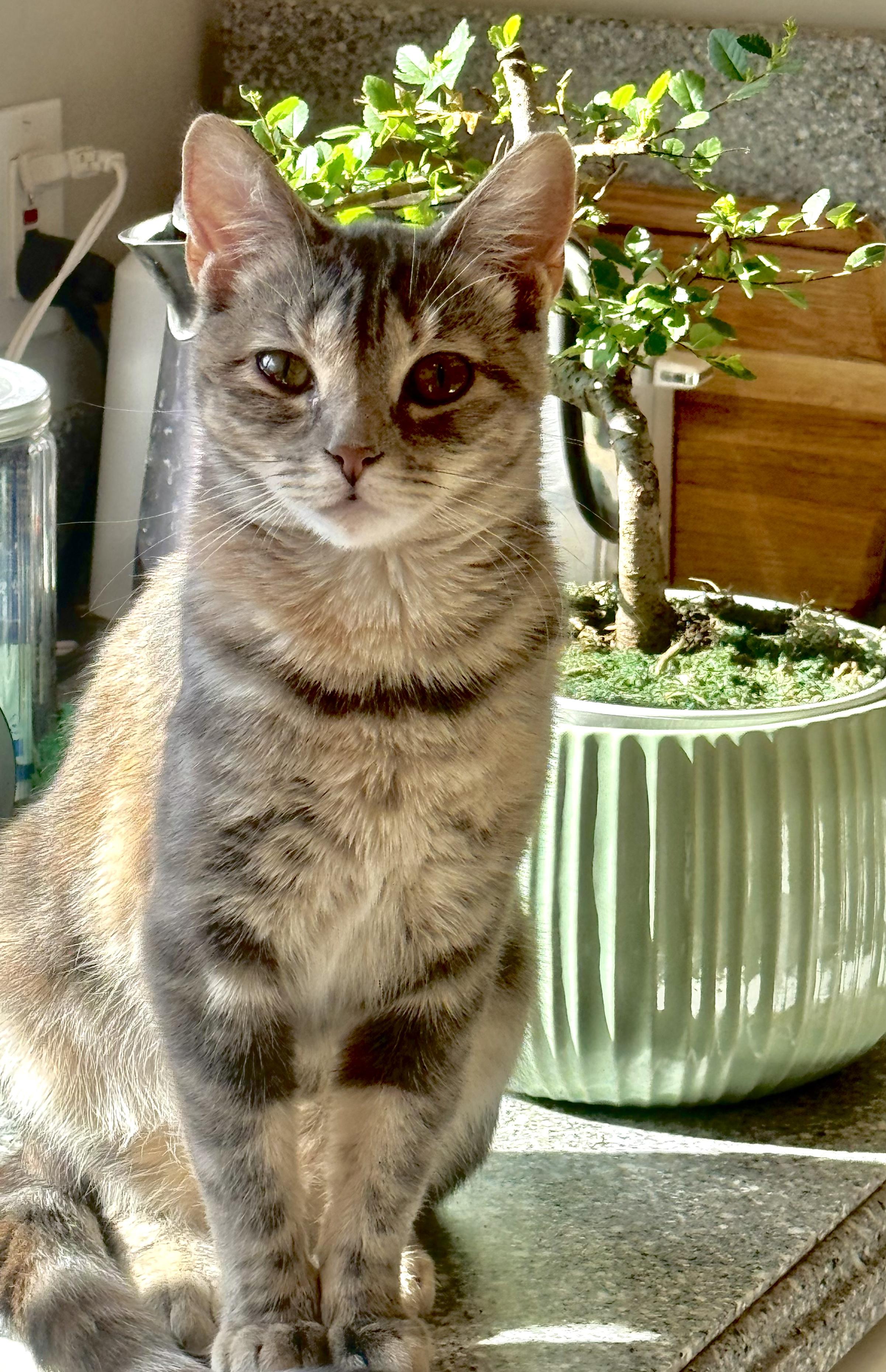 Enlarge Catstello, a ADOPTABLE Domestic Short Hair in Columbia, MO image 2/5