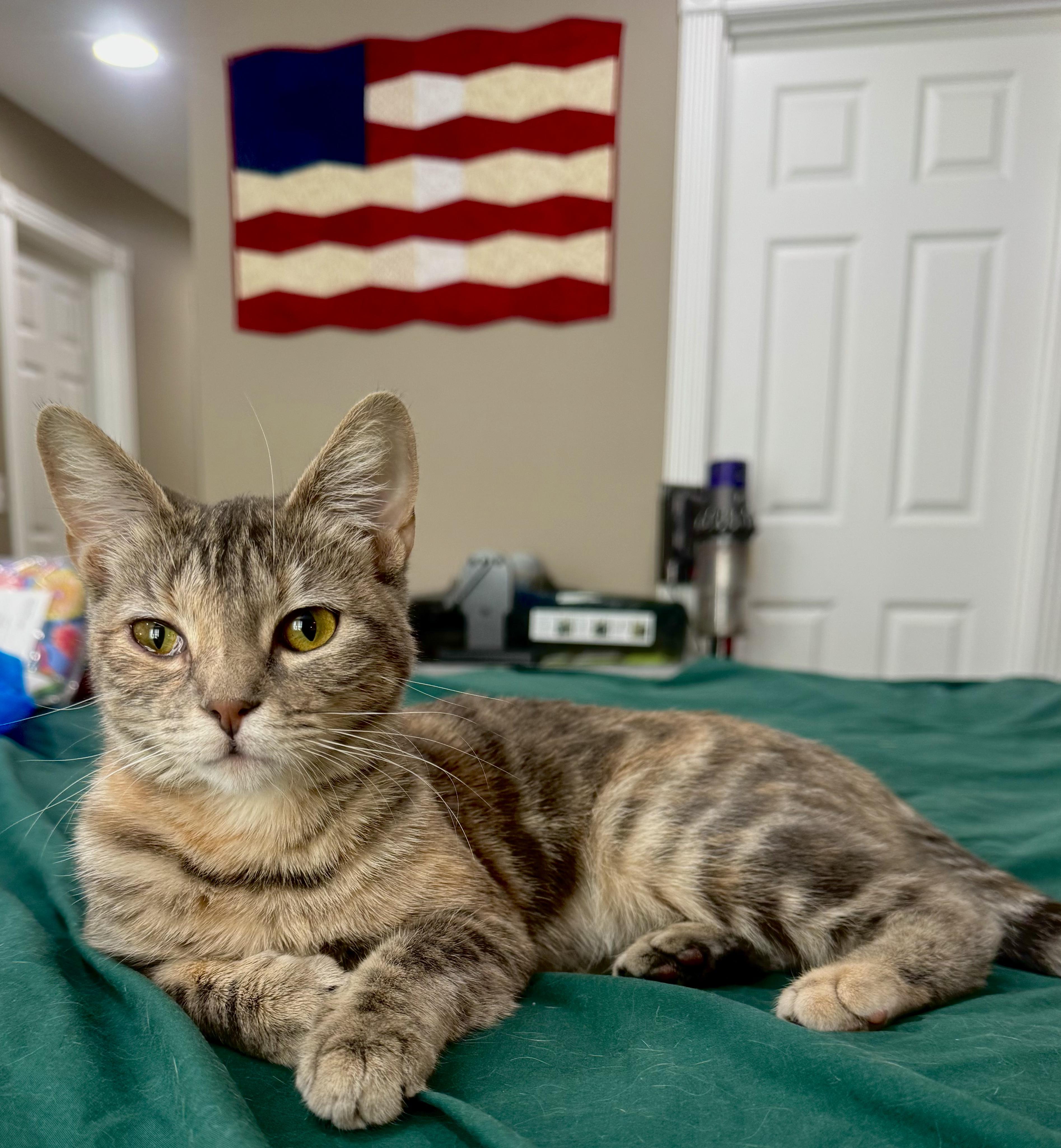 Catstello, ADOPTABLE, Young Female Domestic Short Hair.