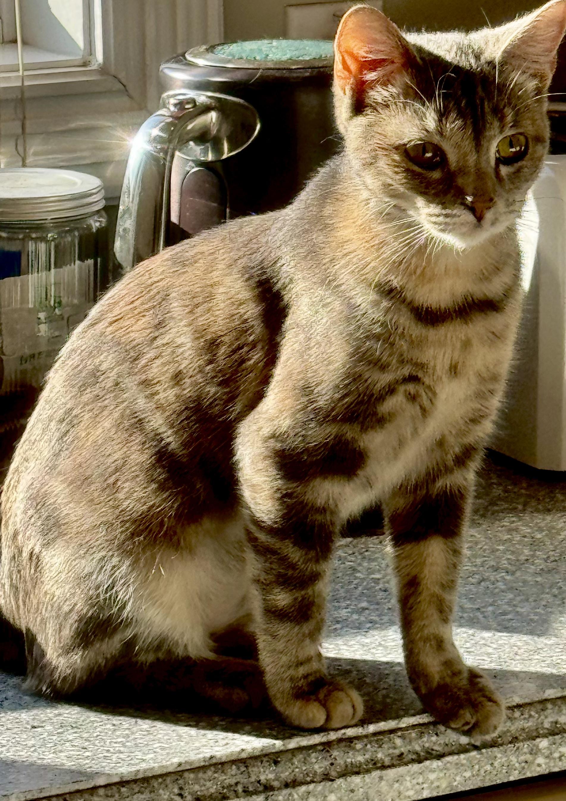 Enlarge Catstello, a ADOPTABLE Domestic Short Hair in Columbia, MO image 5/5