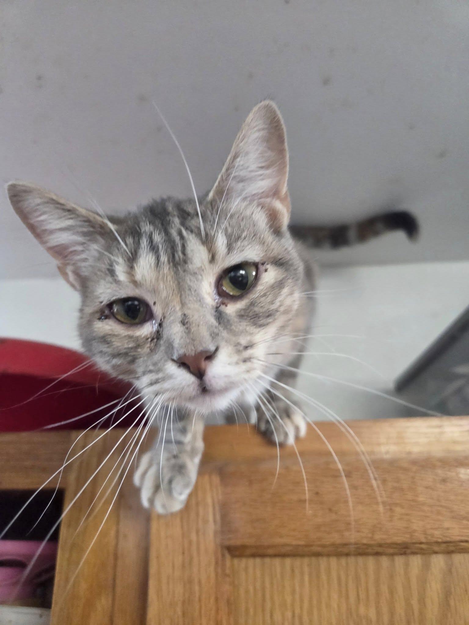 Catstello, a ADOPTABLE Domestic Short Hair image 2/4