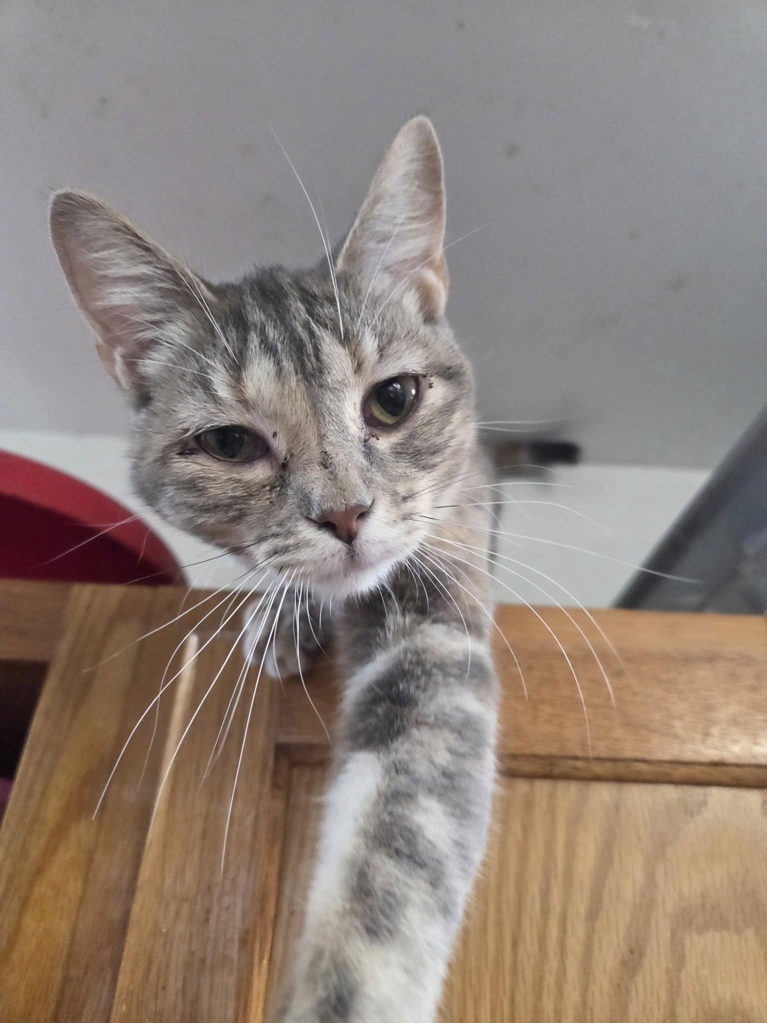 Catstello, a ADOPTABLE Domestic Short Hair image 3/4