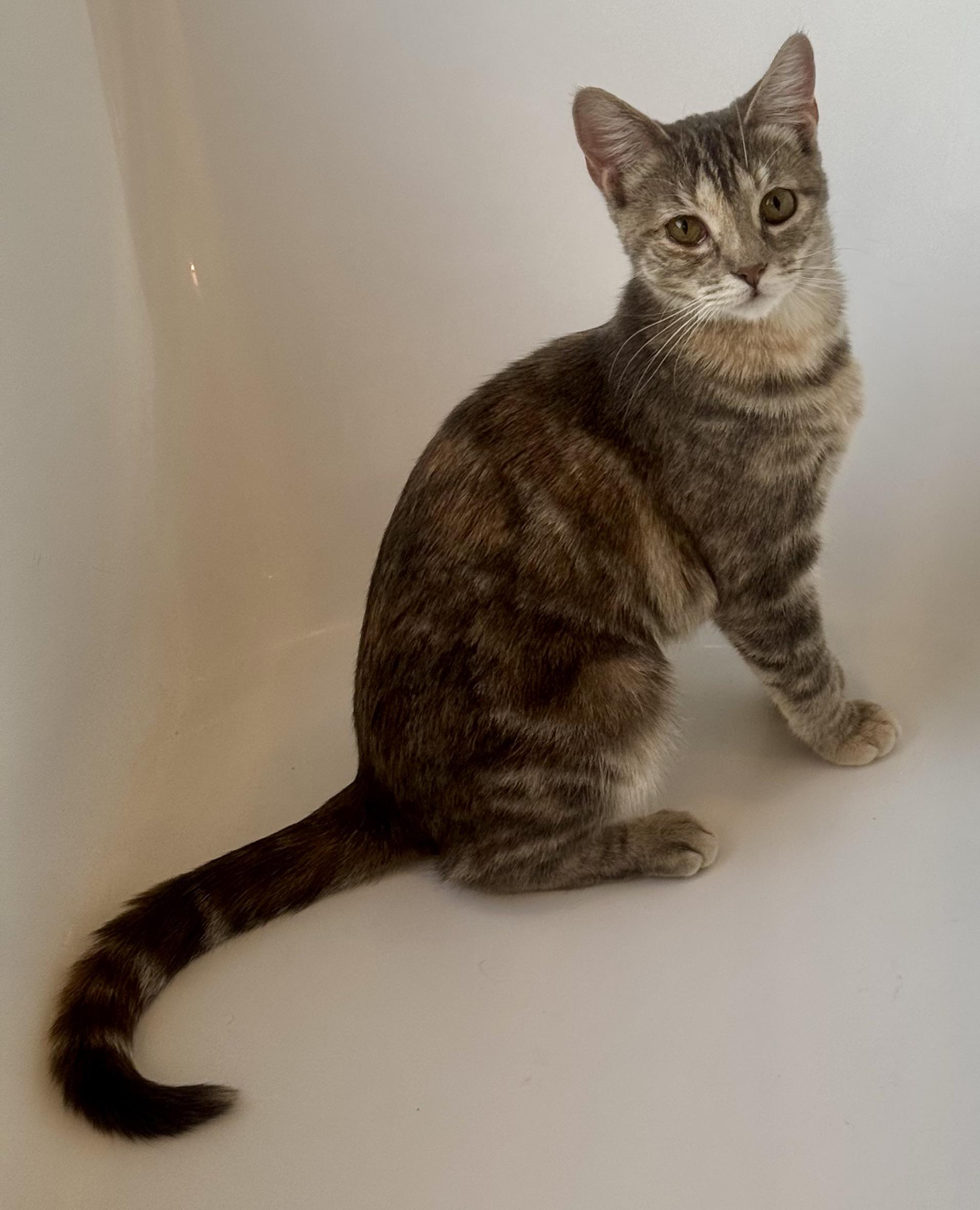 Enlarge Catstello, a ADOPTABLE Domestic Short Hair in Columbia, MO image 4/5