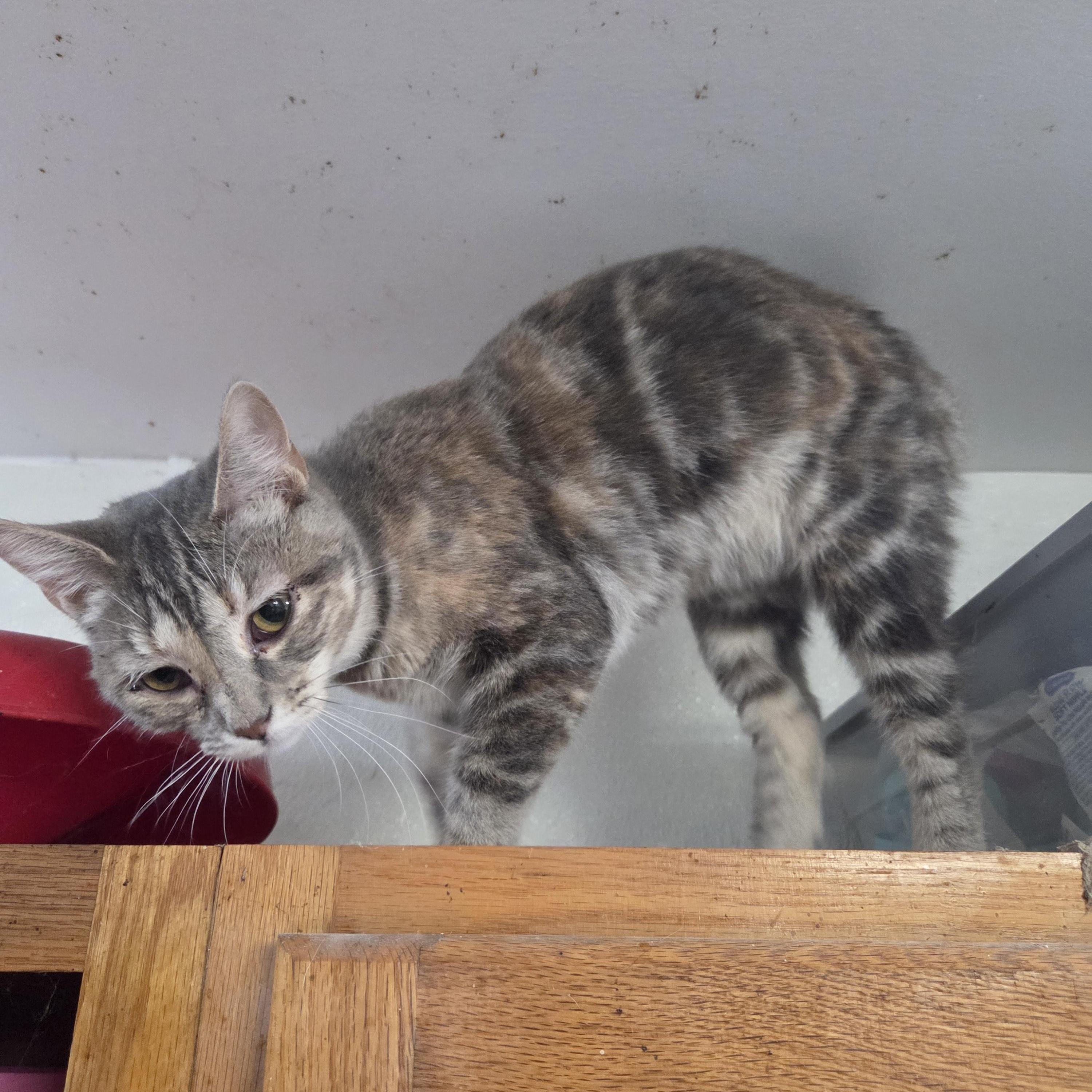 Catstello, a ADOPTABLE Domestic Short Hair image 4/4