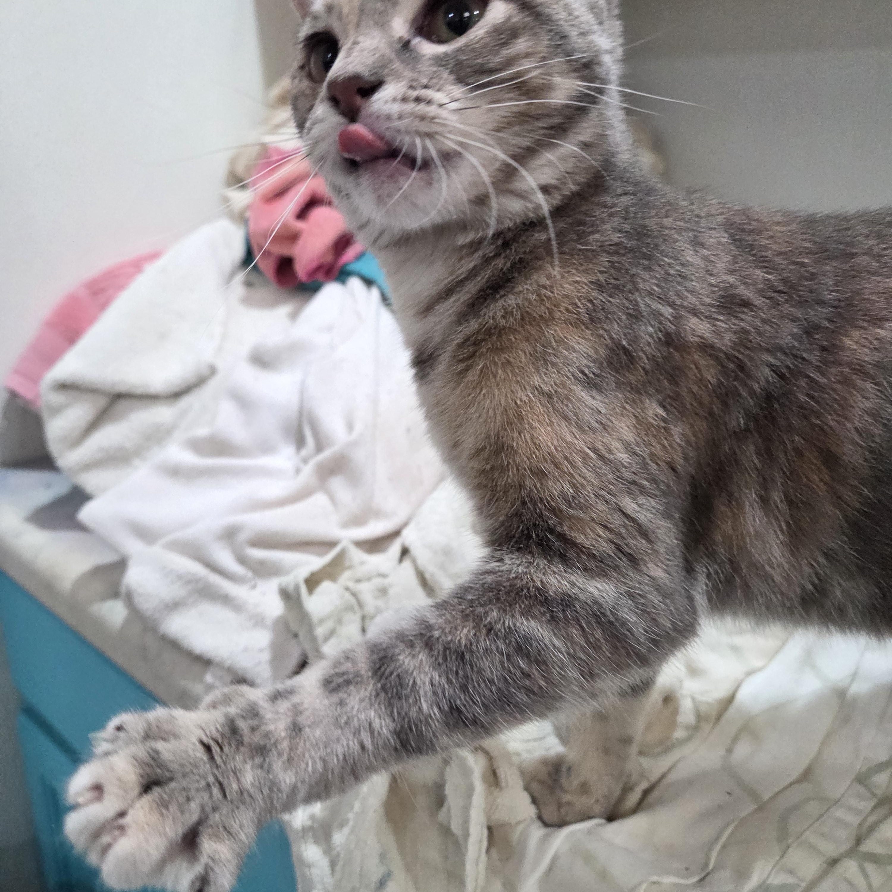 Enlarge Catstello, a ADOPTABLE Domestic Short Hair in Columbia, MO image 5/6