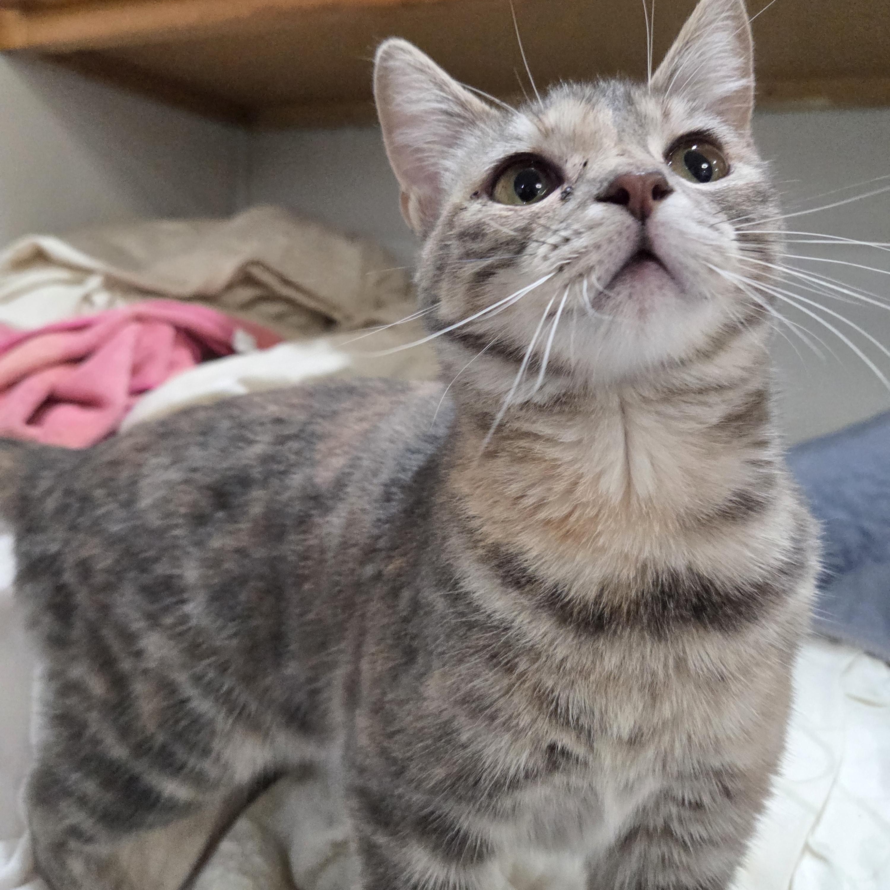 Enlarge Catstello, a ADOPTABLE Domestic Short Hair in Columbia, MO image 6/6