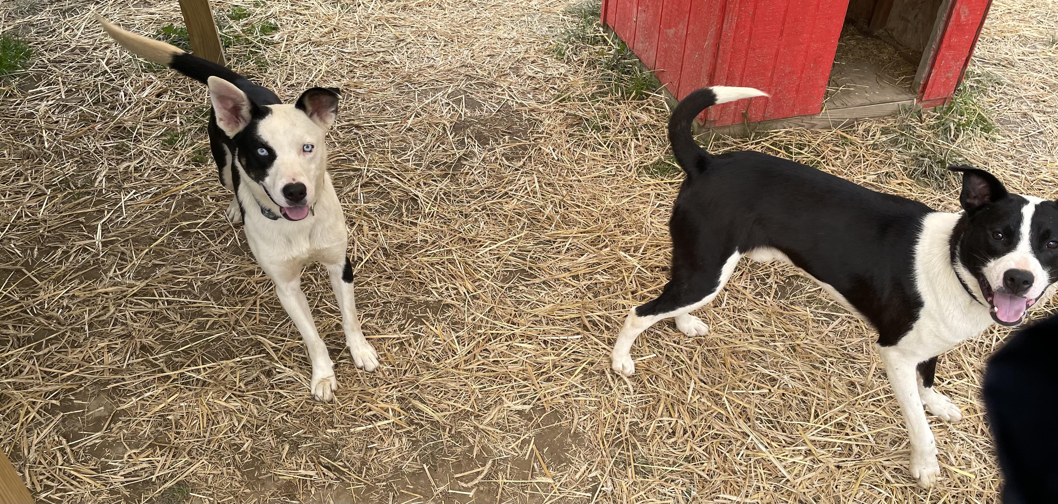 Enlarge Lucas, a Adoptable mixed breed in Salem, OH image 2/2