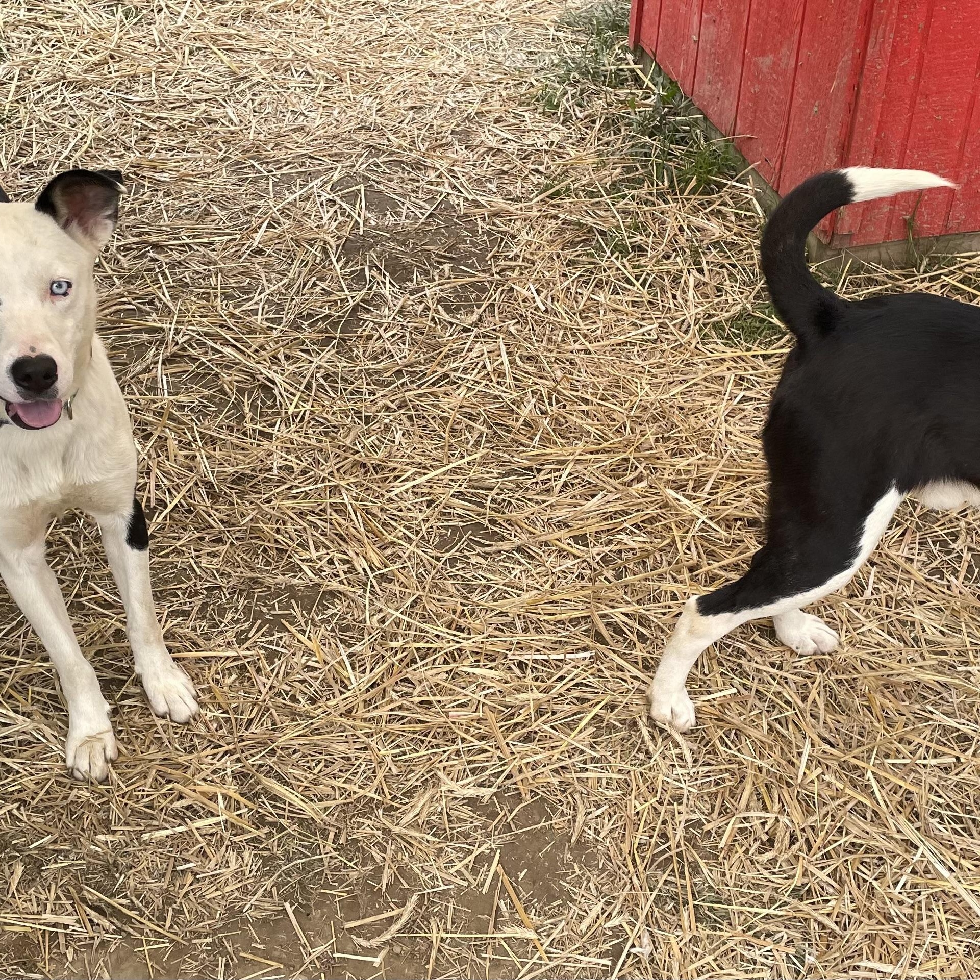Enlarge Lucas, a Adoptable mixed breed in Salem, OH image 2/2