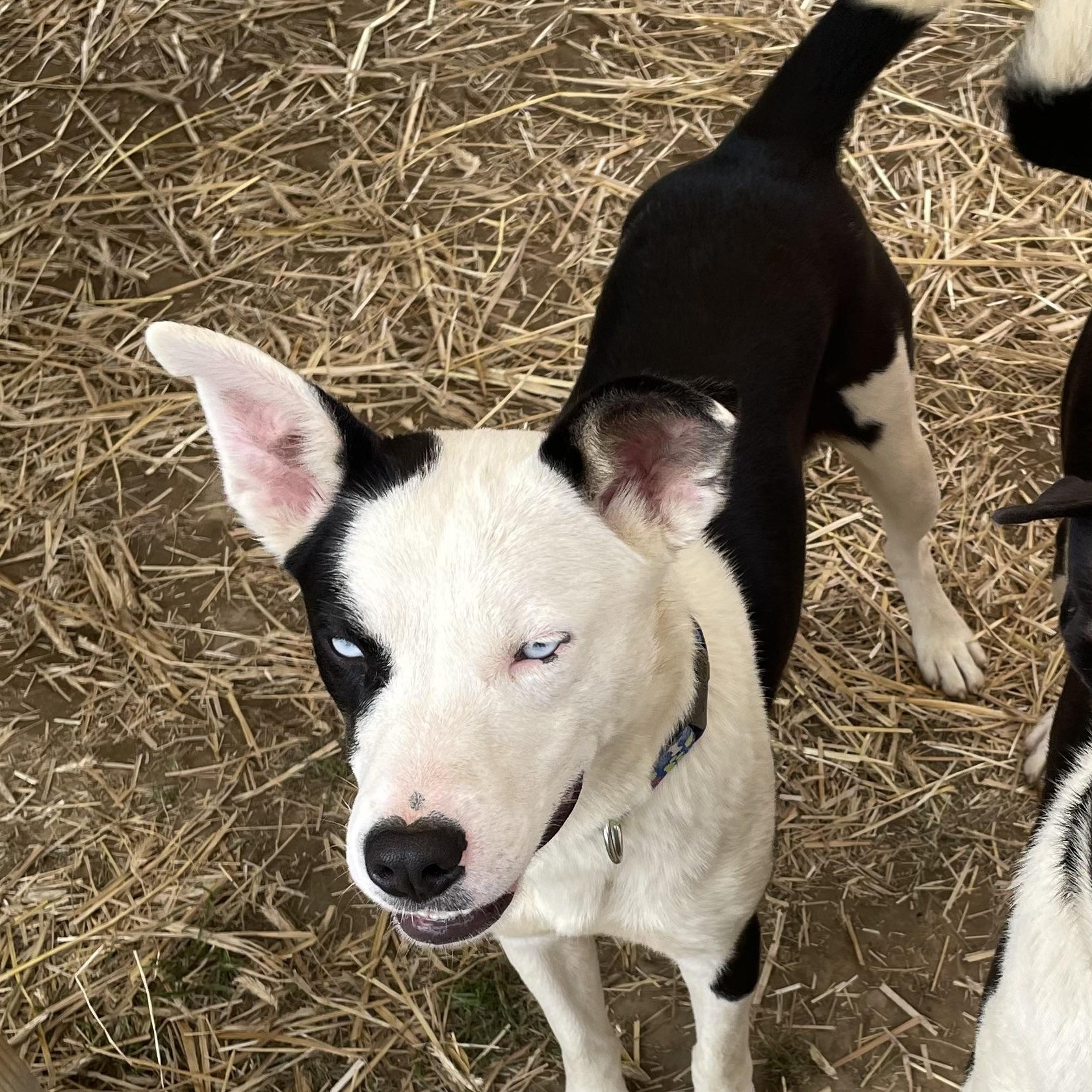 Enlarge Lucas, a Adoptable mixed breed in Salem, OH image 1/2