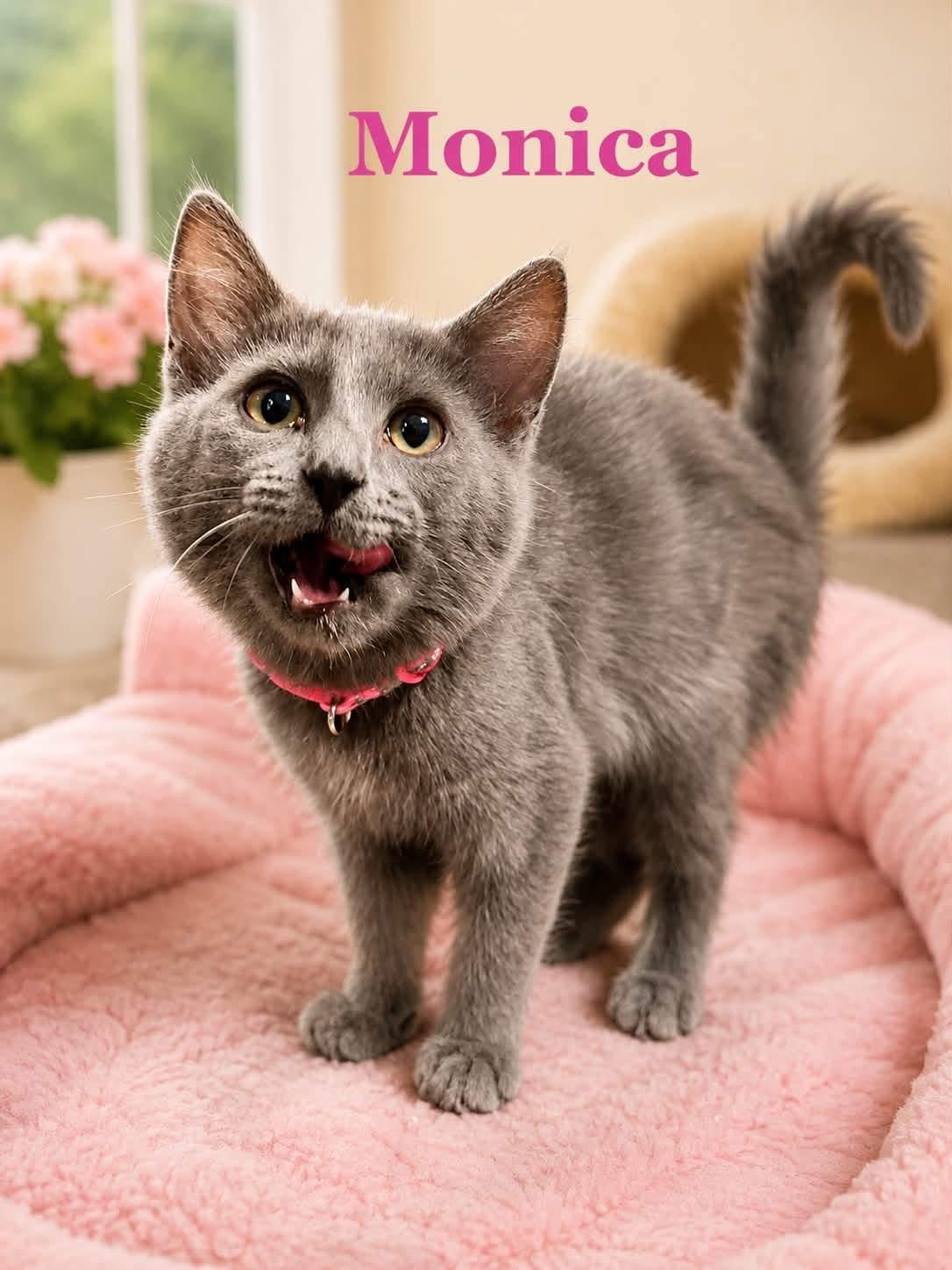 Enlarge Monica, a Adoptable Domestic Short Hair in Loogootee, IN image 1/1
